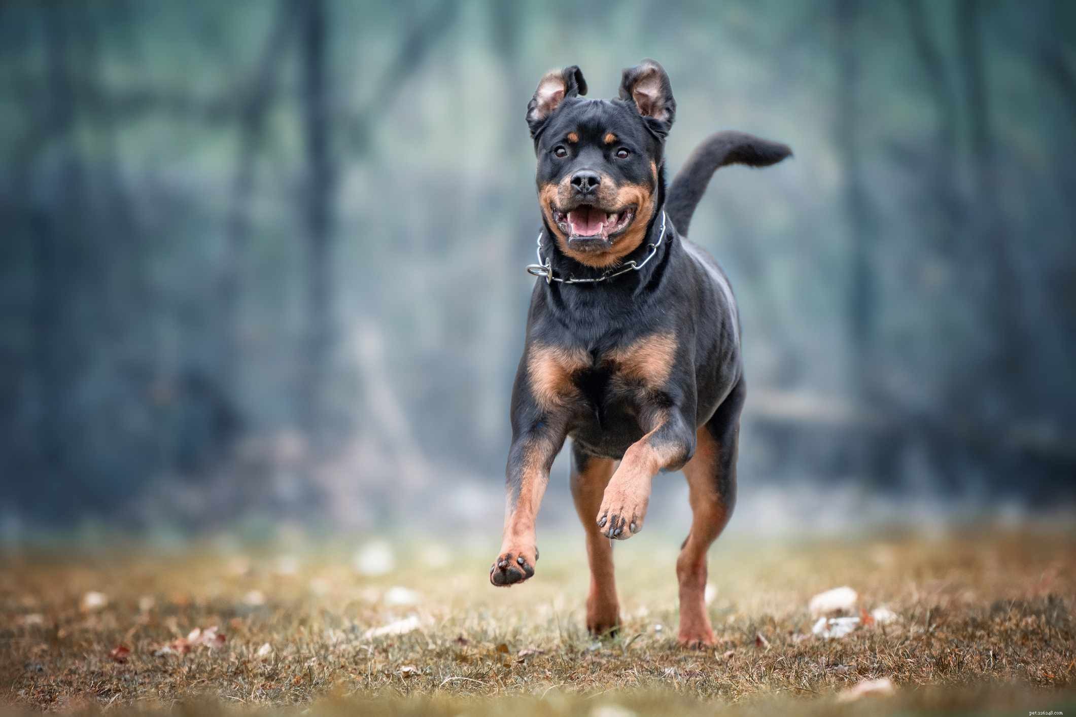 12 Dog Breeds Less Suitable for Families with Children