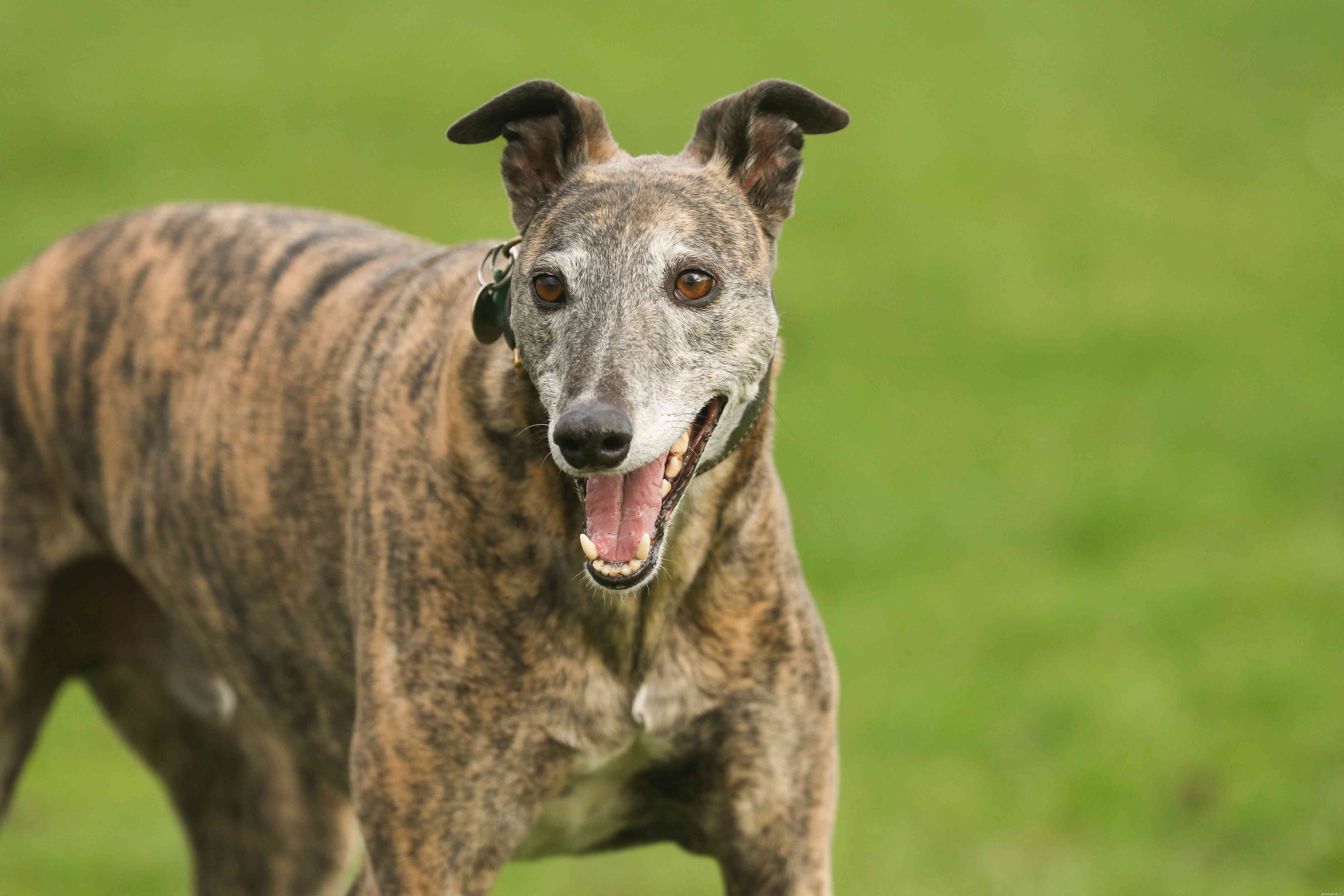 12 Dog Breeds Less Suitable for Families with Children