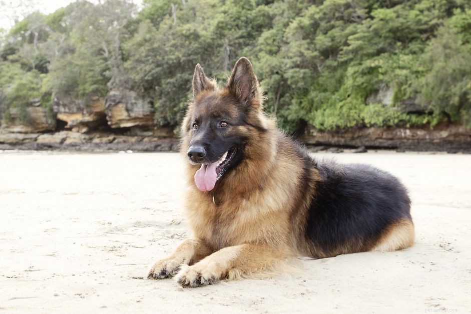 Top 10 Powerful Dog Breeds Built for Work