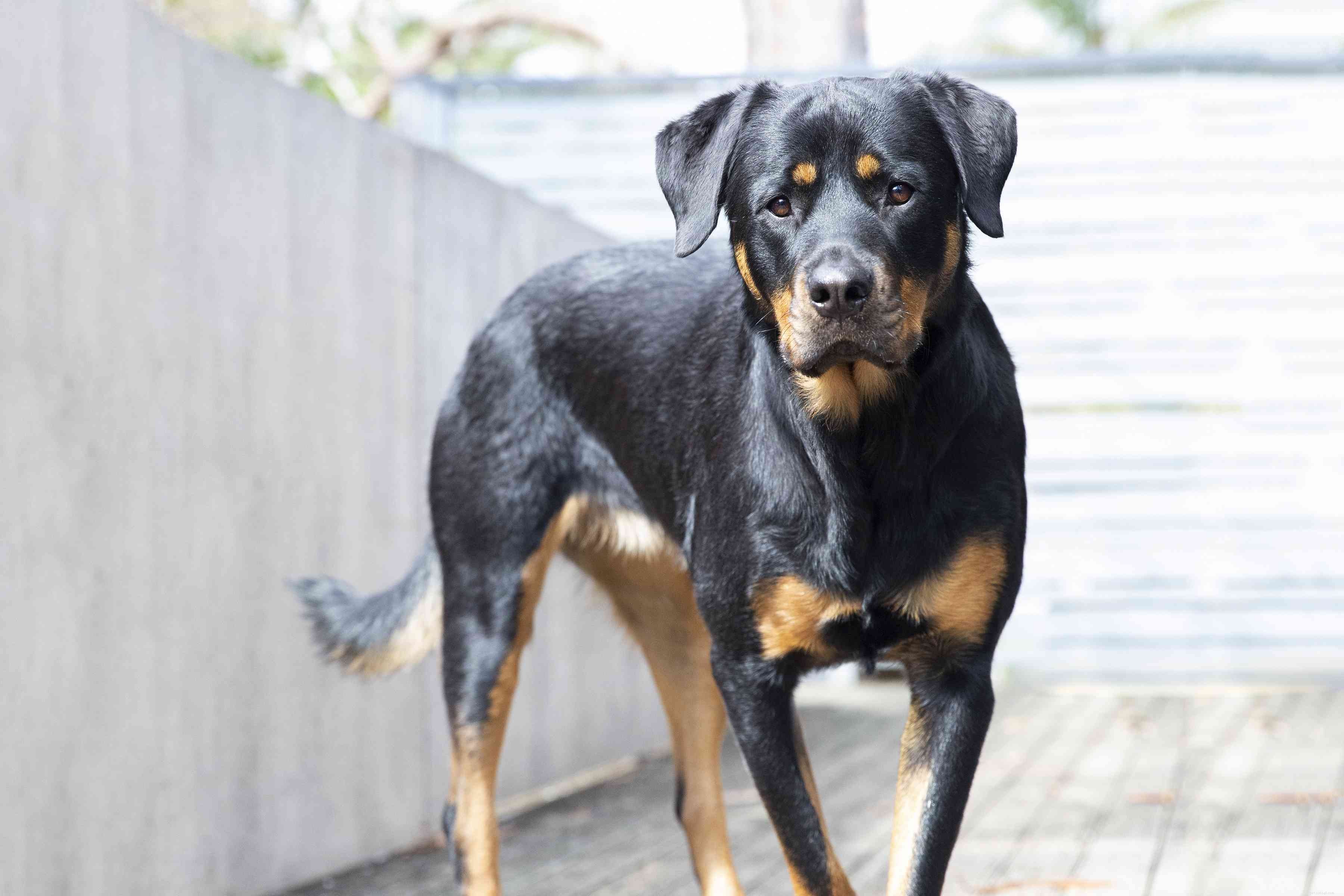 Top 10 Powerful Dog Breeds Built for Work