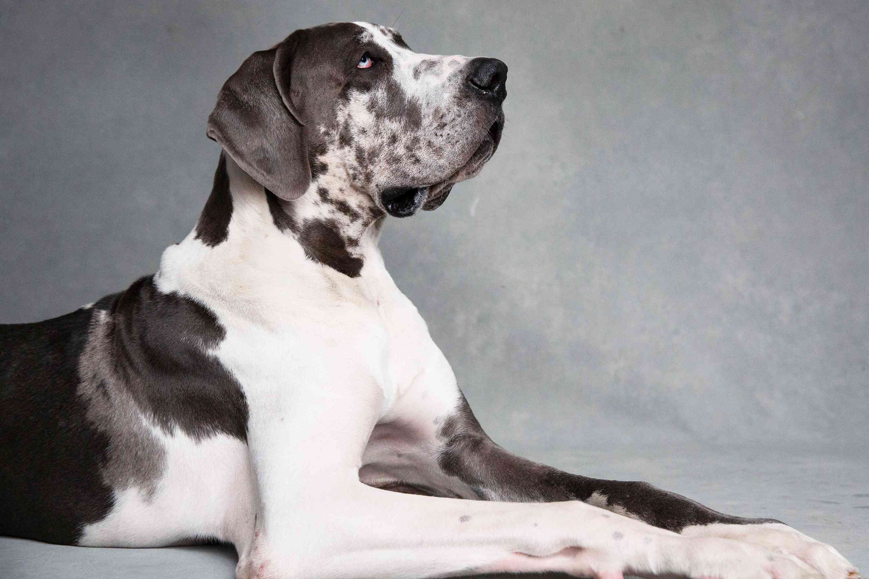 Top 10 Powerful Dog Breeds Built for Work