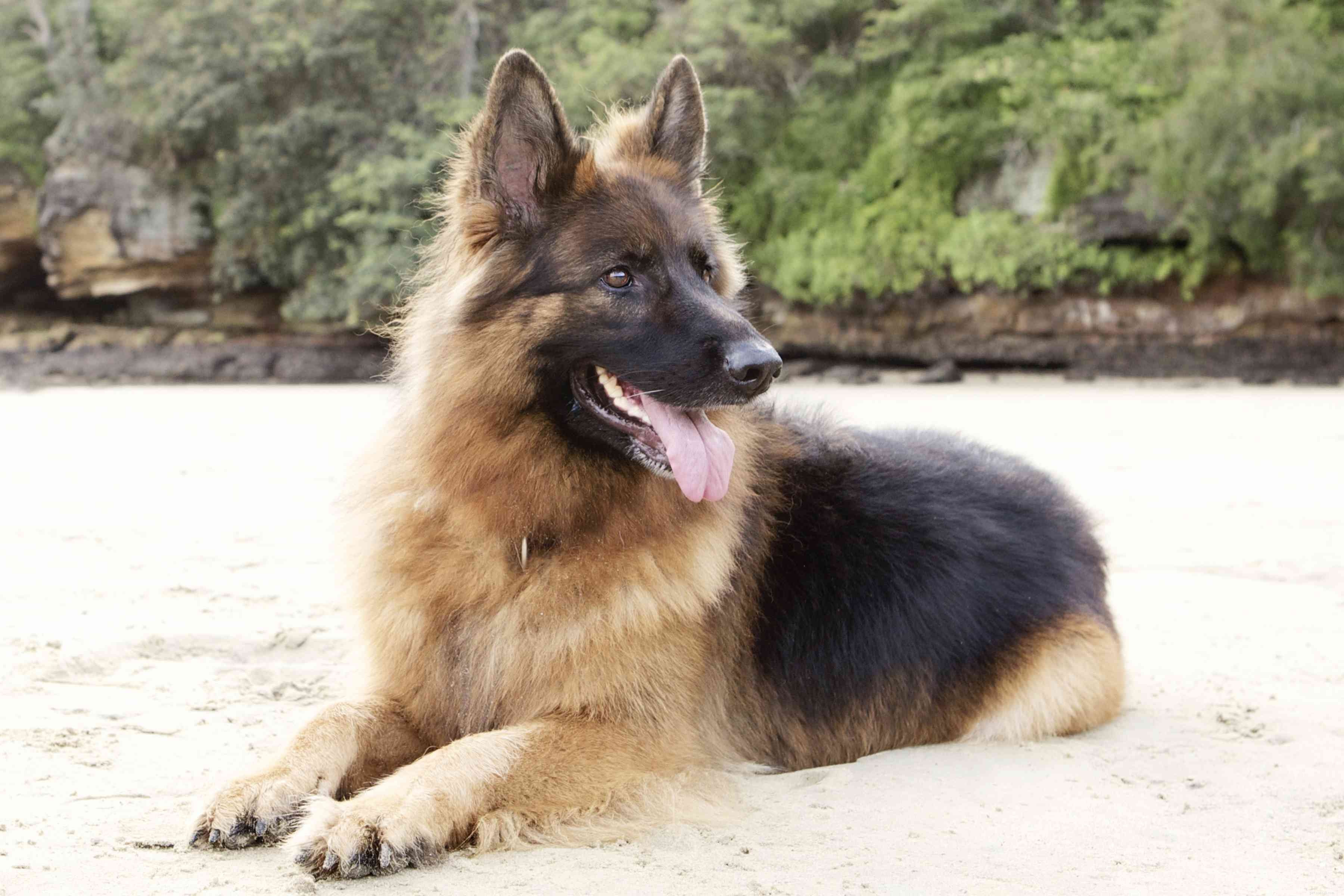 Top 10 Powerful Dog Breeds Built for Work