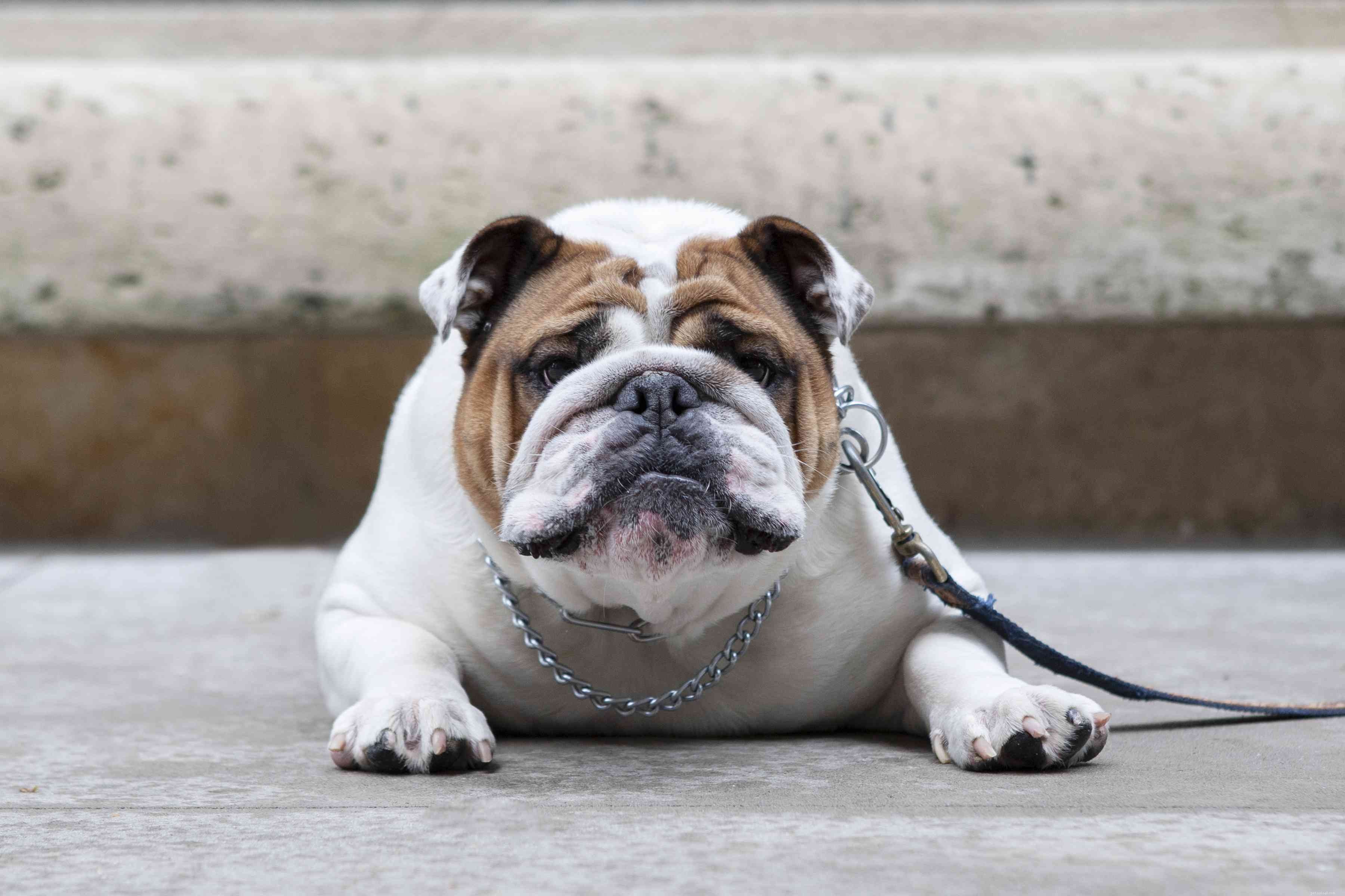 Top 10 Powerful Dog Breeds Built for Work