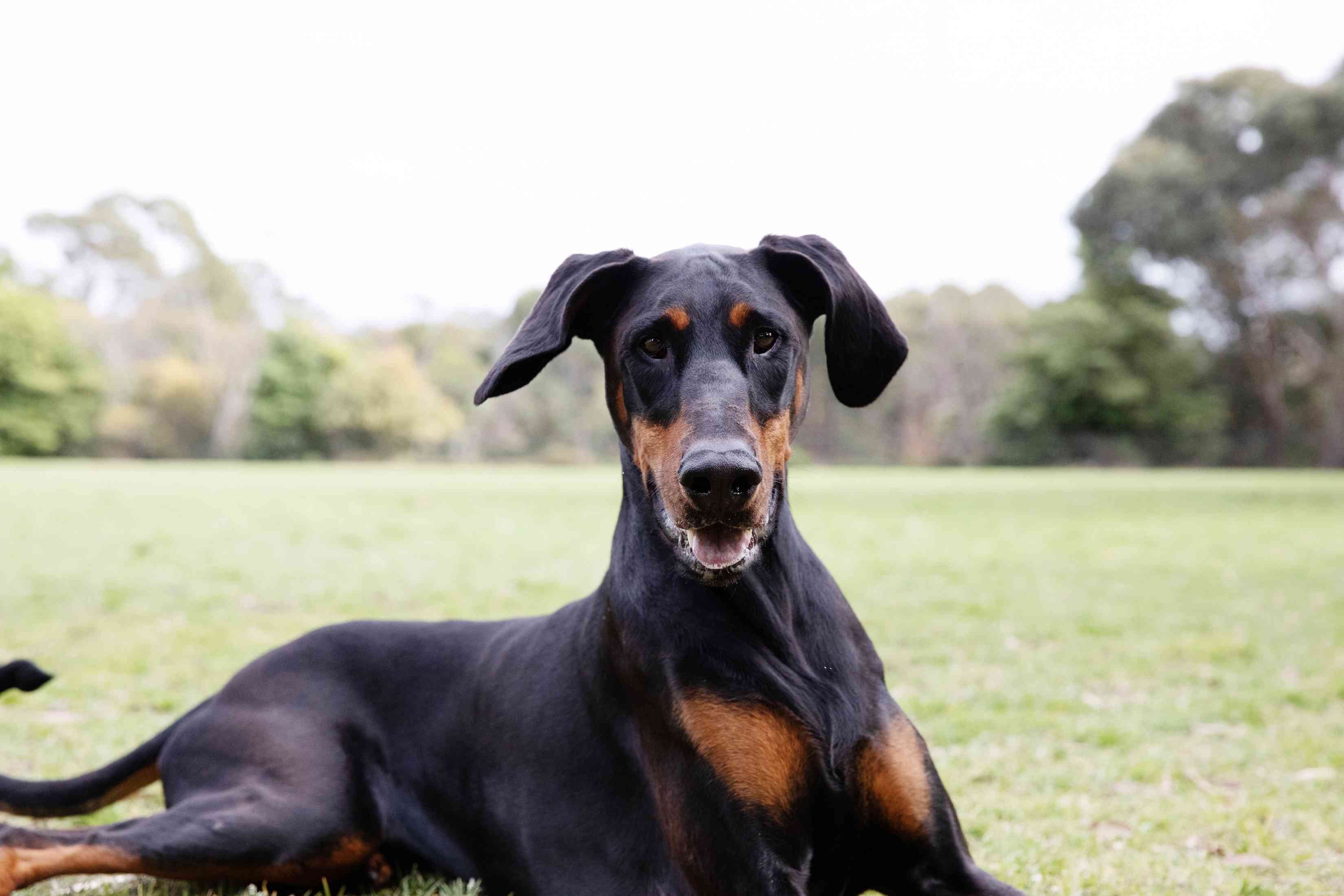 Top 10 Powerful Dog Breeds Built for Work