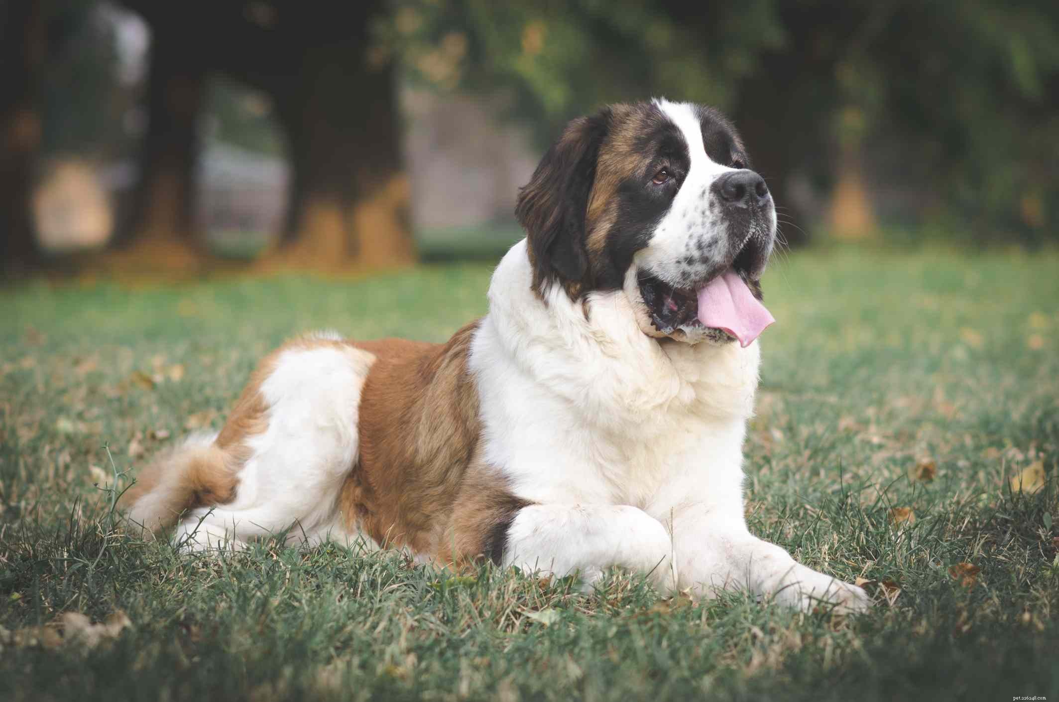 Top 10 Powerful Dog Breeds Built for Work
