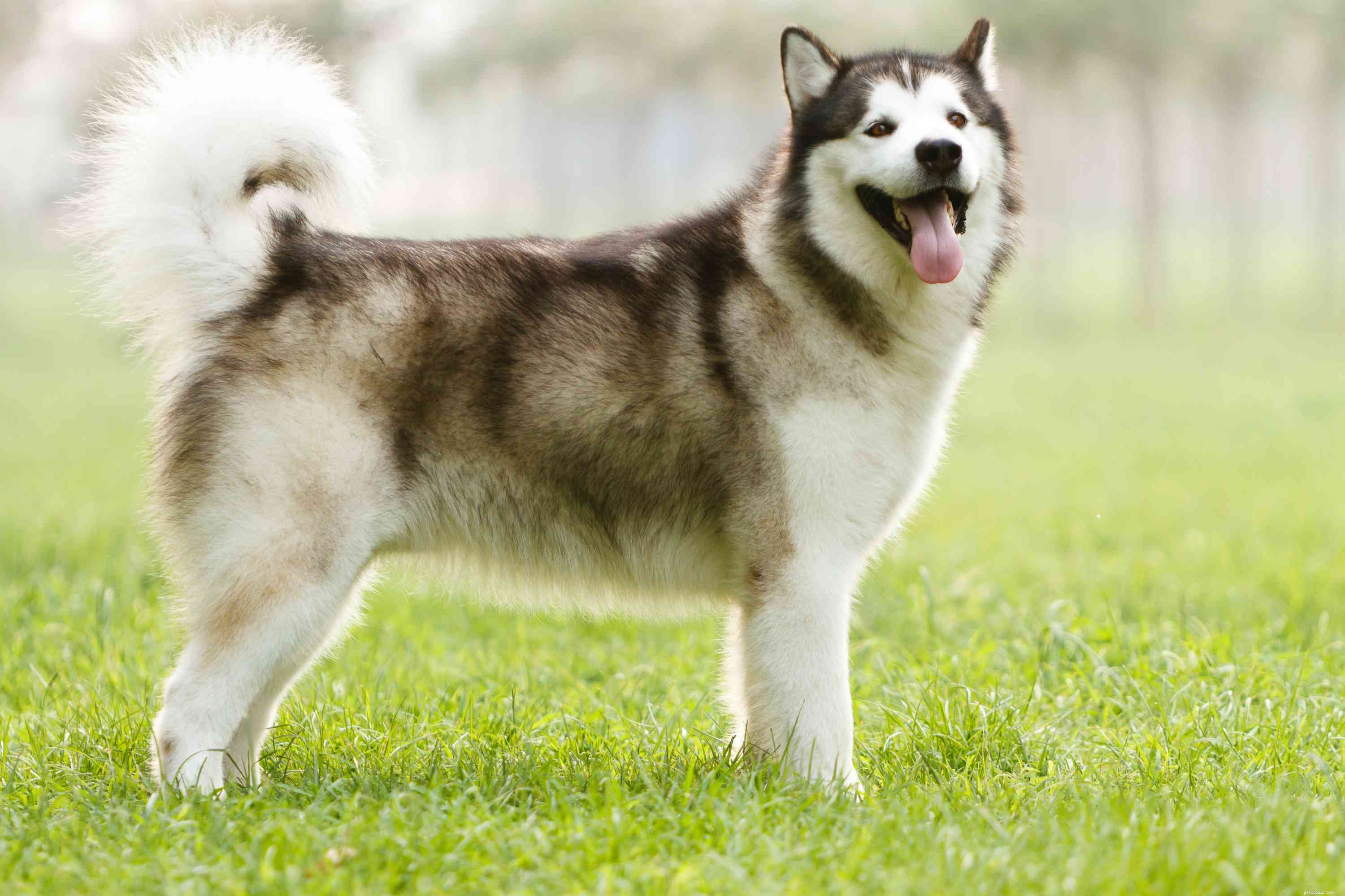 Top 10 Powerful Dog Breeds Built for Work