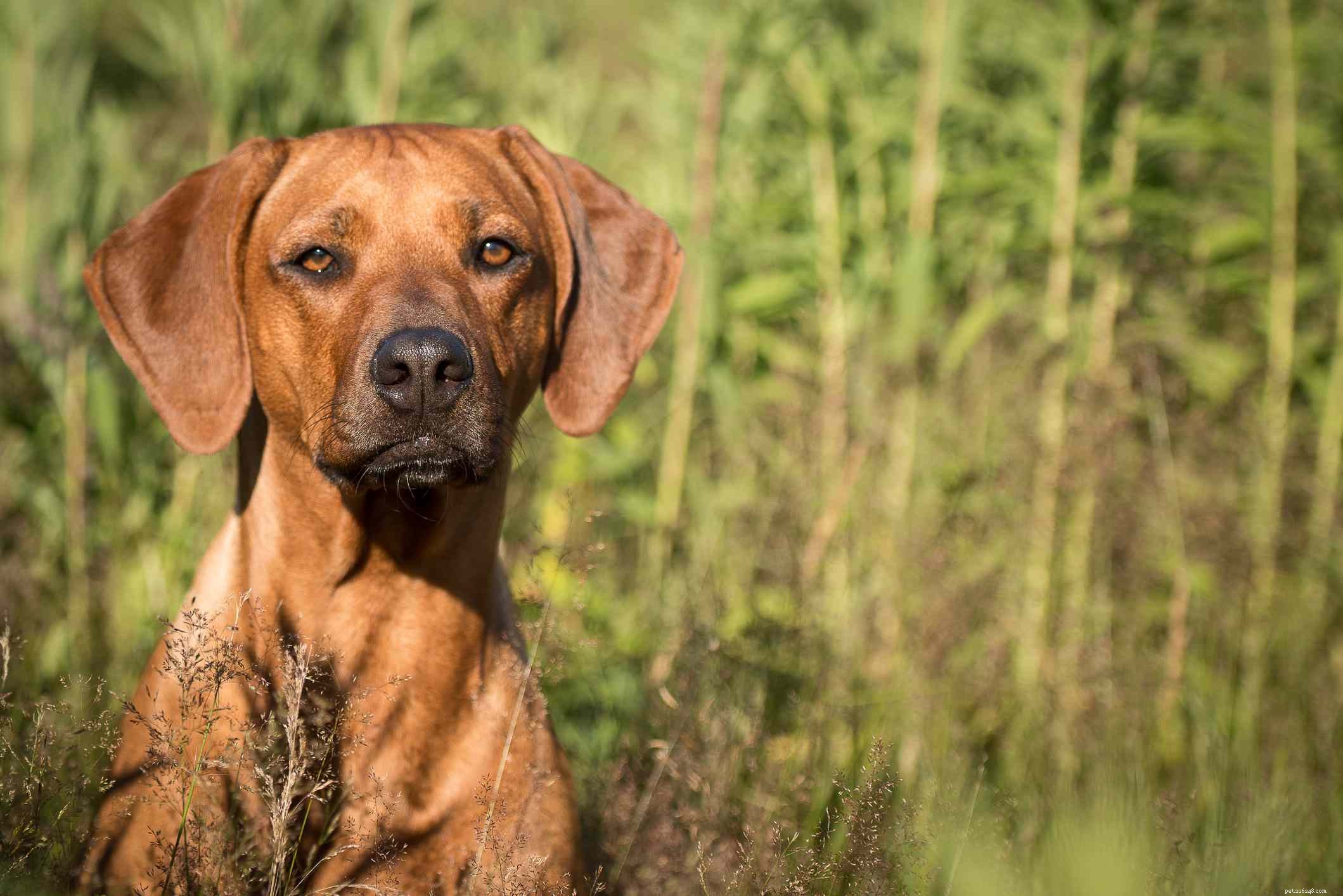 Top 10 Powerful Dog Breeds Built for Work