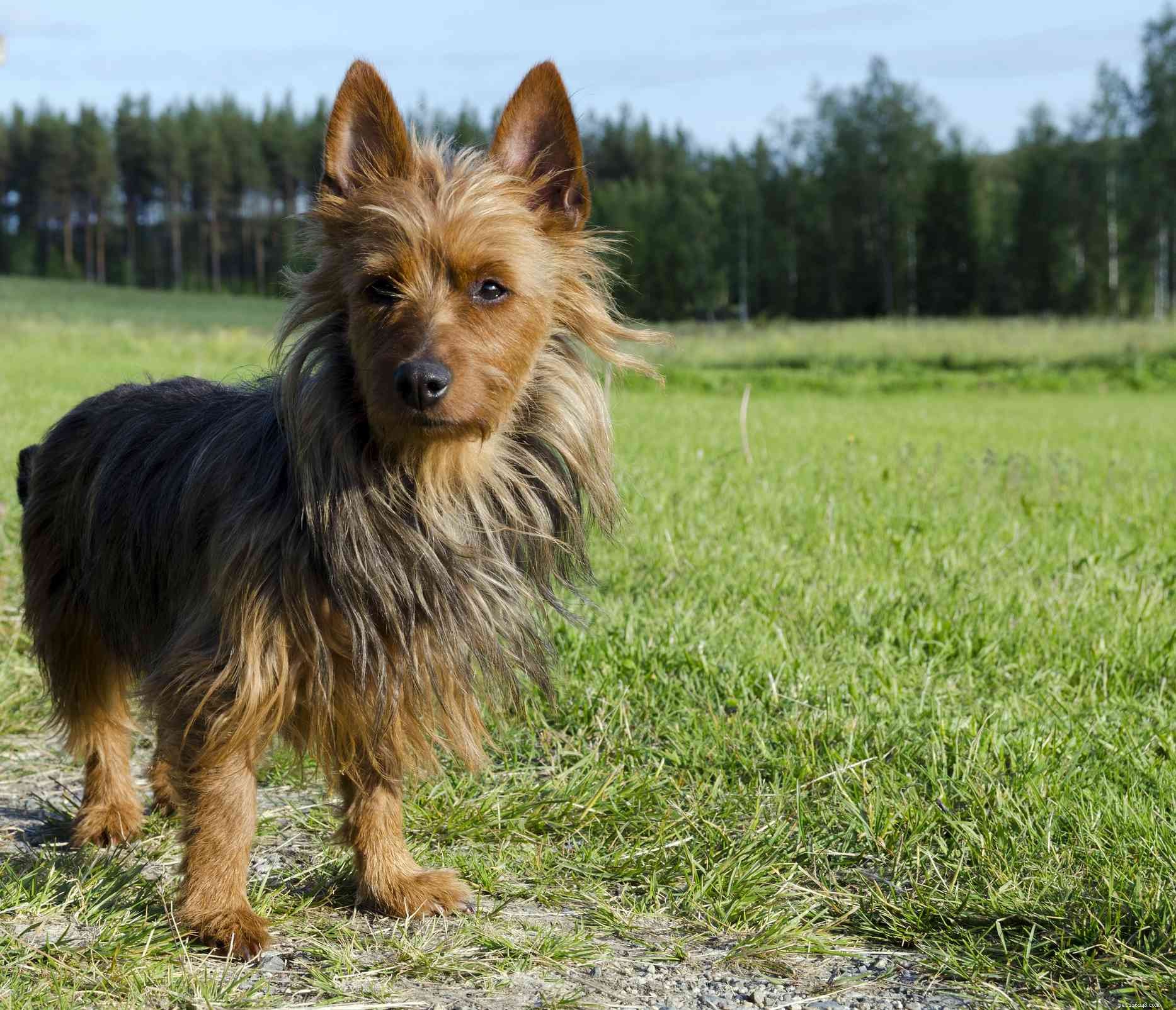 9 Authentic Australian Dog Breeds: A Guide for Aficionados