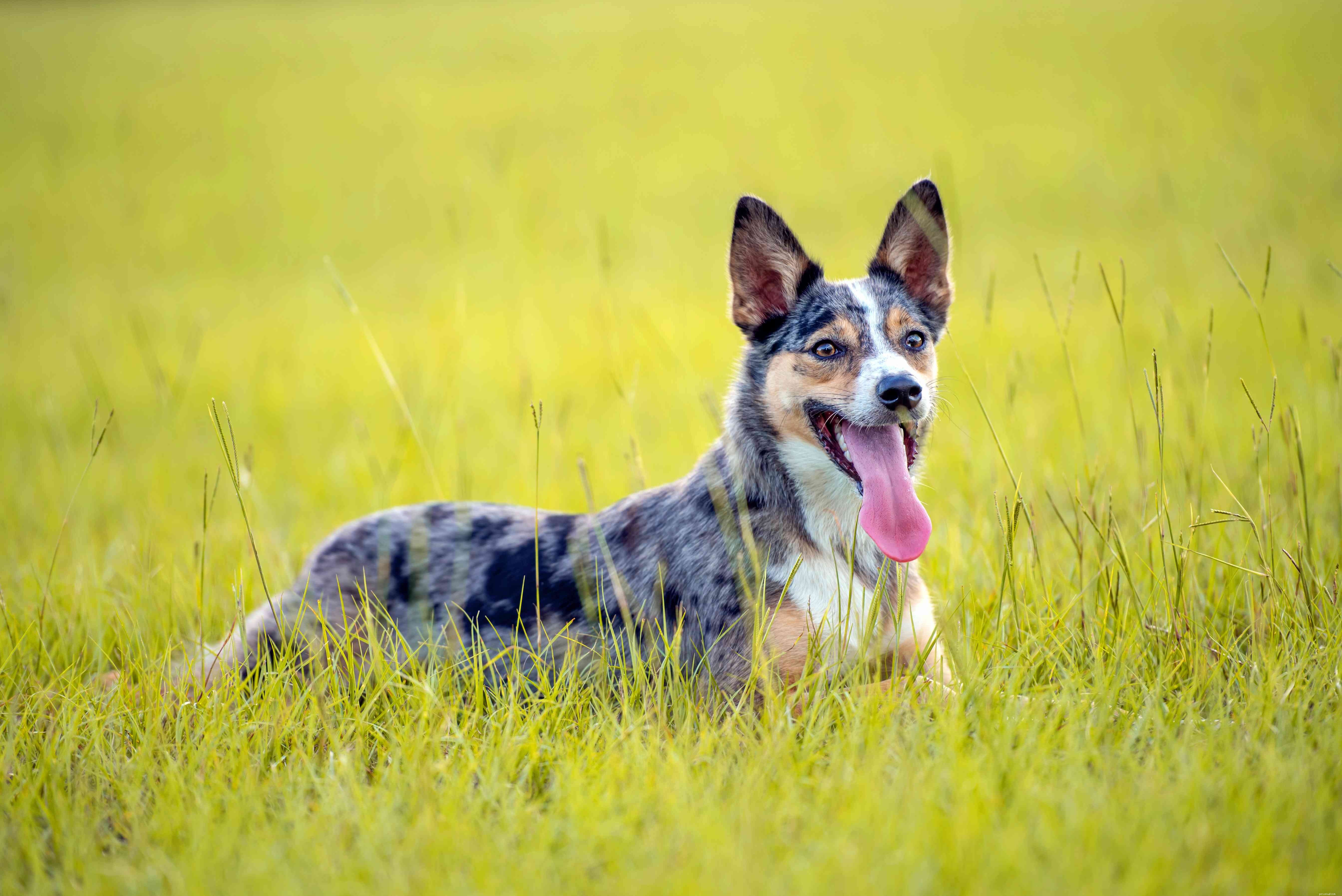 9 Authentic Australian Dog Breeds: A Guide for Aficionados
