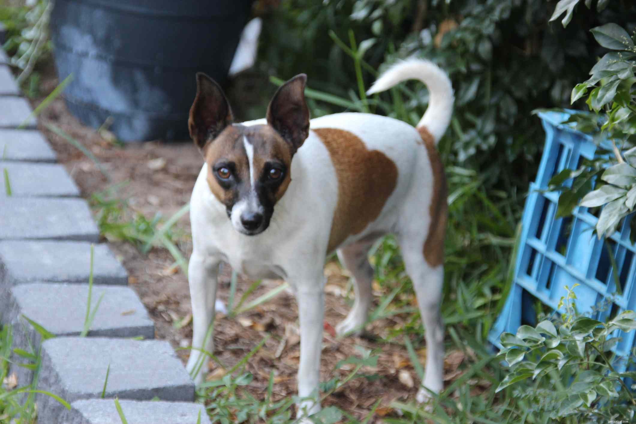 9 Authentic Australian Dog Breeds: A Guide for Aficionados