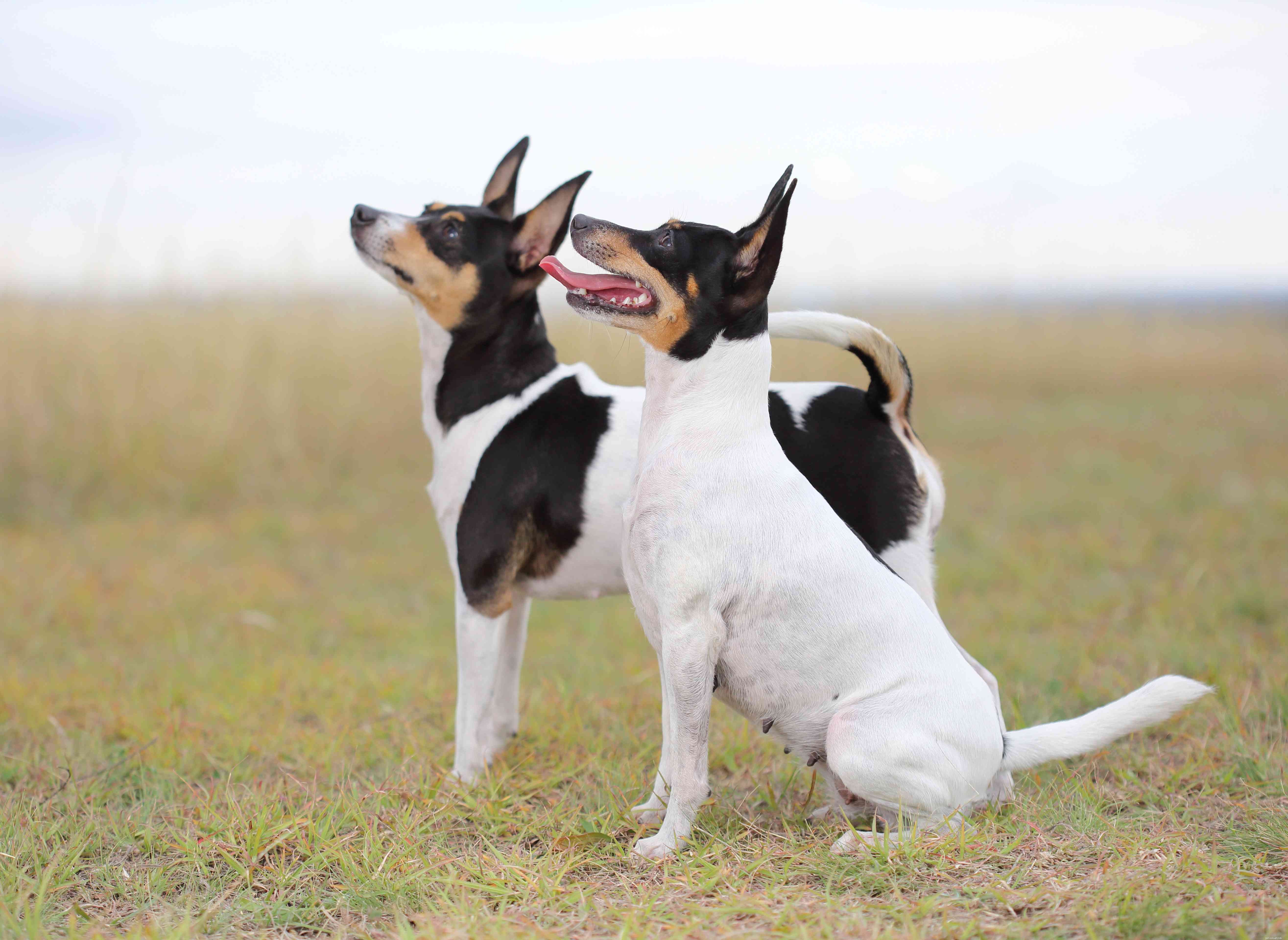 9 Authentic Australian Dog Breeds: A Guide for Aficionados