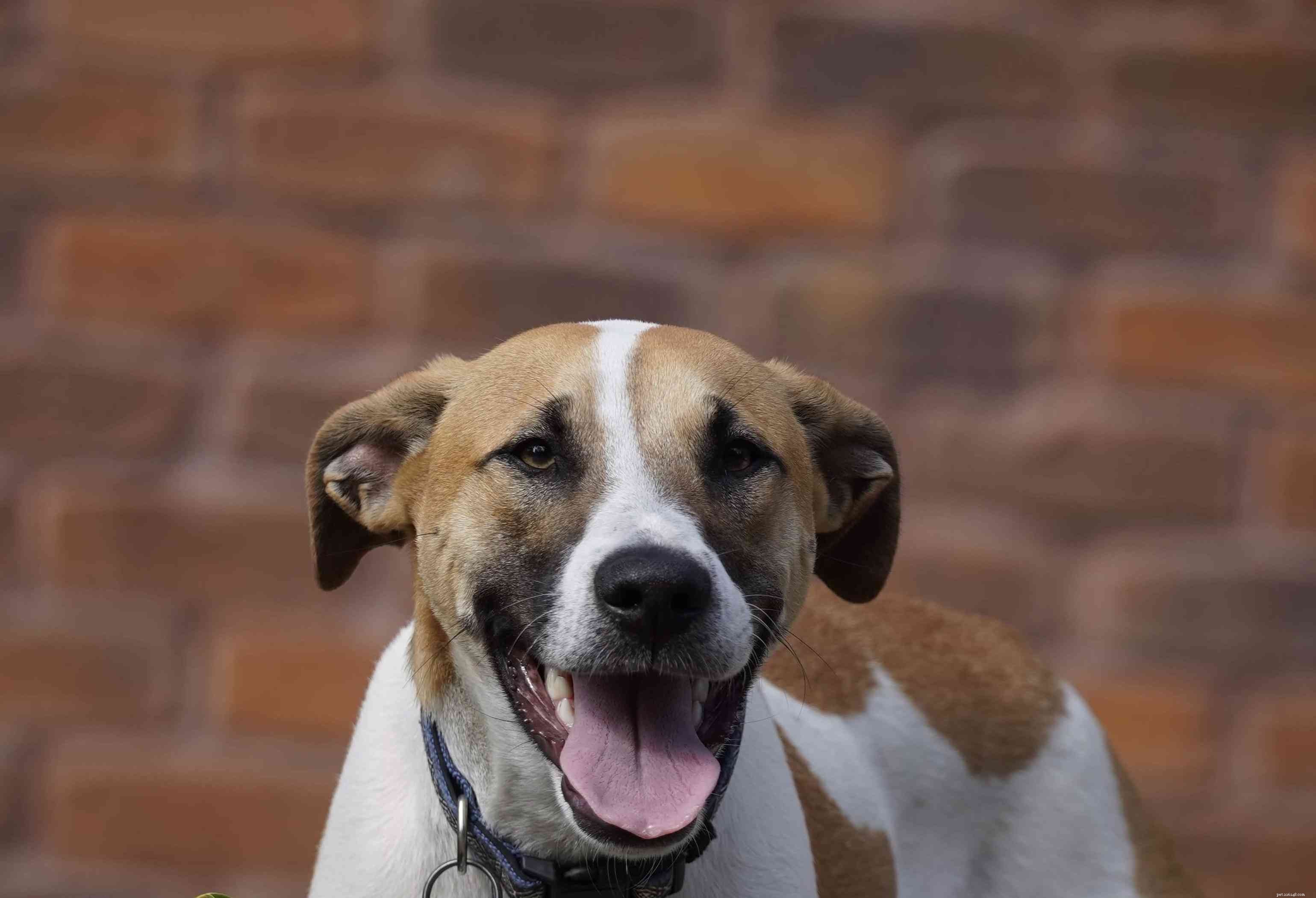 9 Authentic Australian Dog Breeds: A Guide for Aficionados