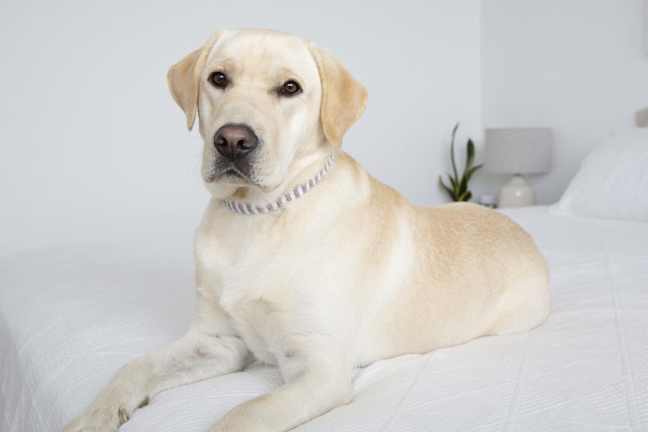 10 Dog Breeds Most Likely to Trigger Allergies – What to Avoid and Why