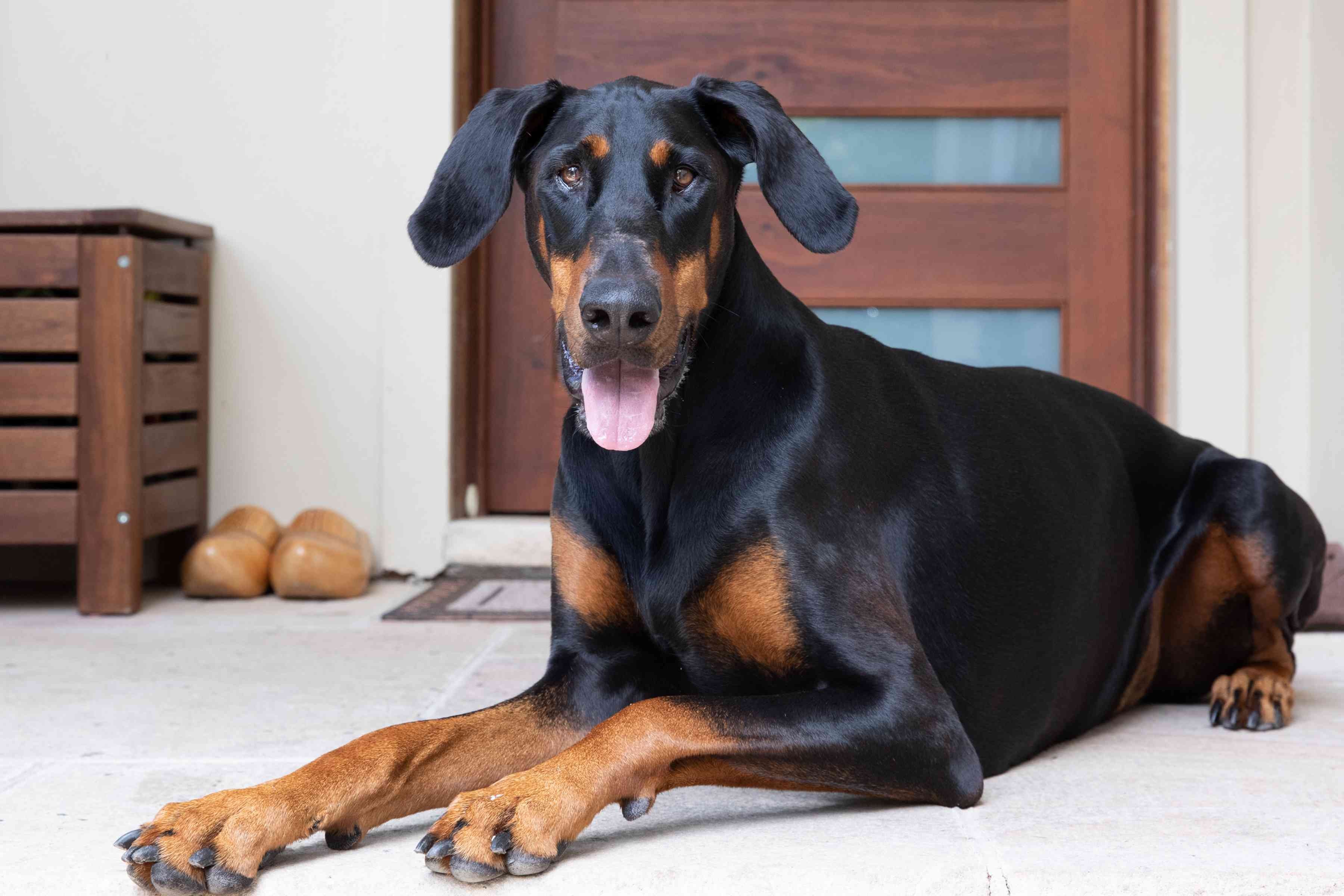 10 Dog Breeds Most Likely to Trigger Allergies – What to Avoid and Why
