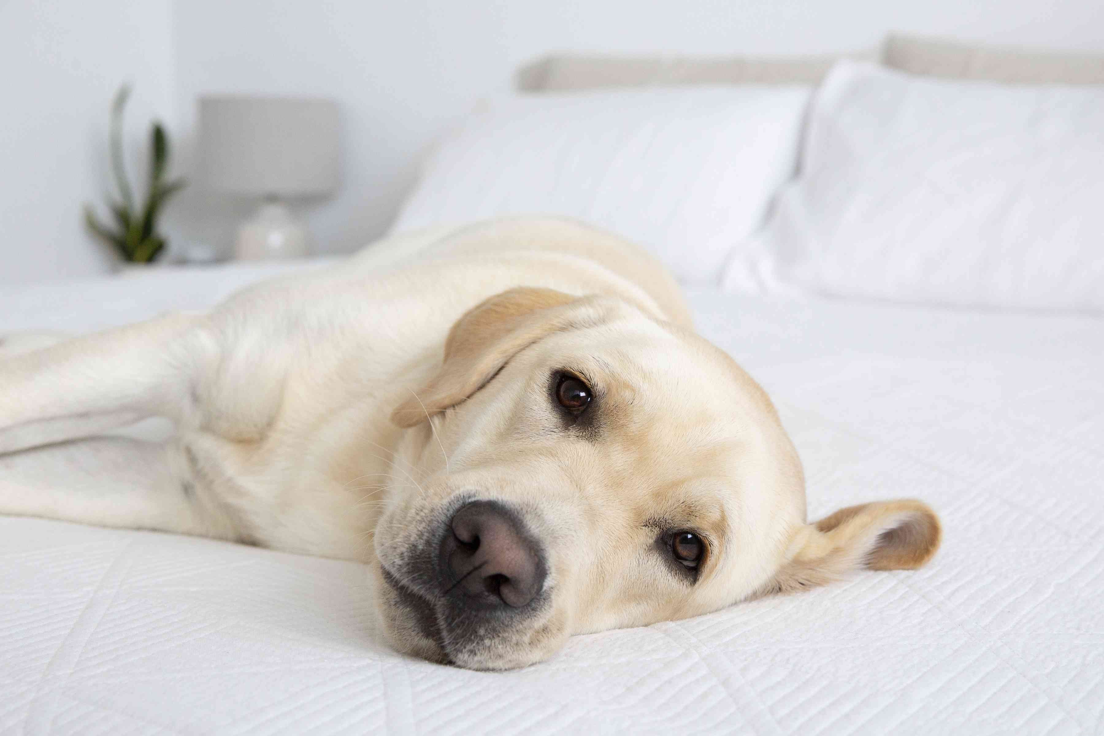 10 Dog Breeds Most Likely to Trigger Allergies – What to Avoid and Why