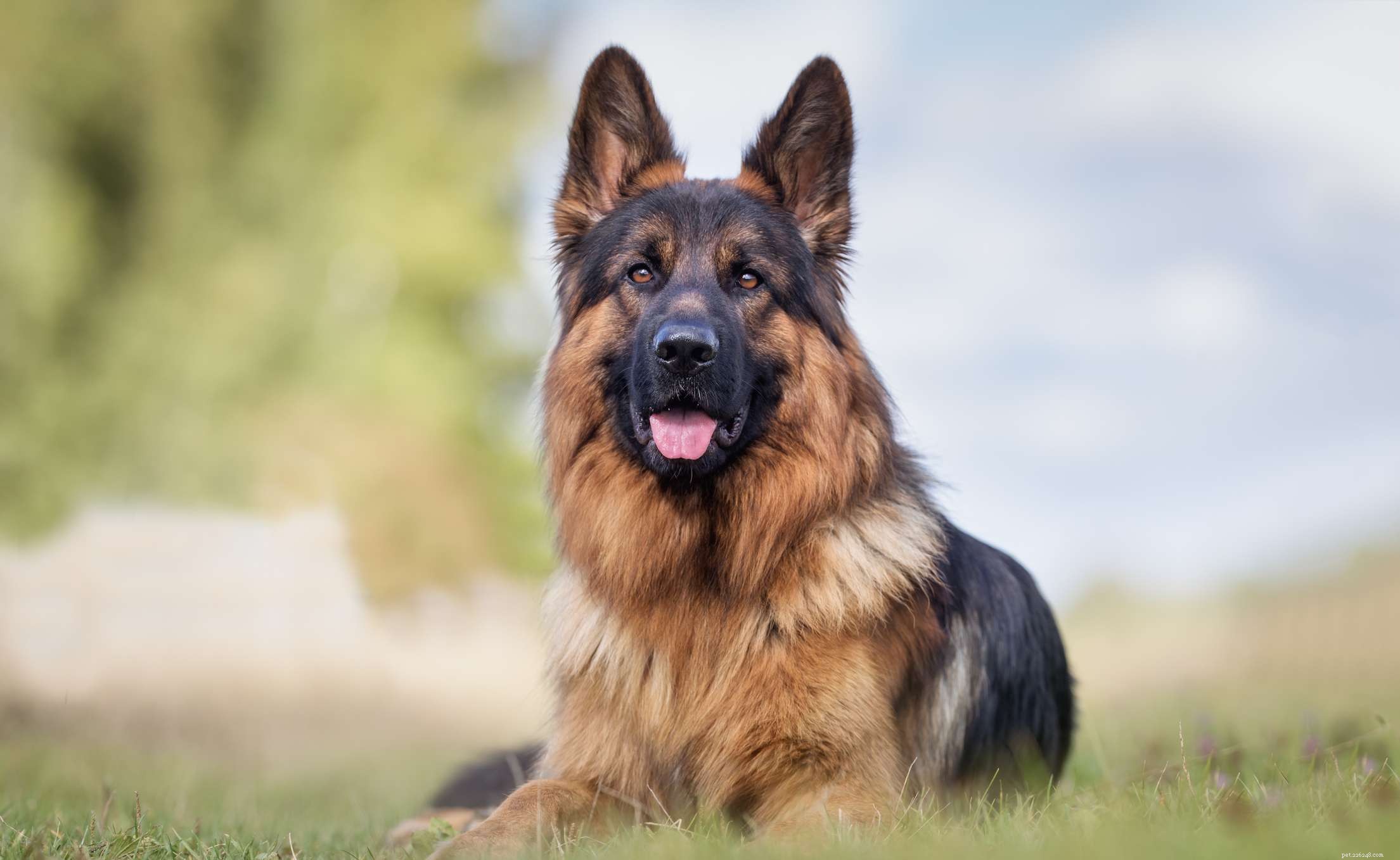 10 Dog Breeds Most Likely to Trigger Allergies – What to Avoid and Why