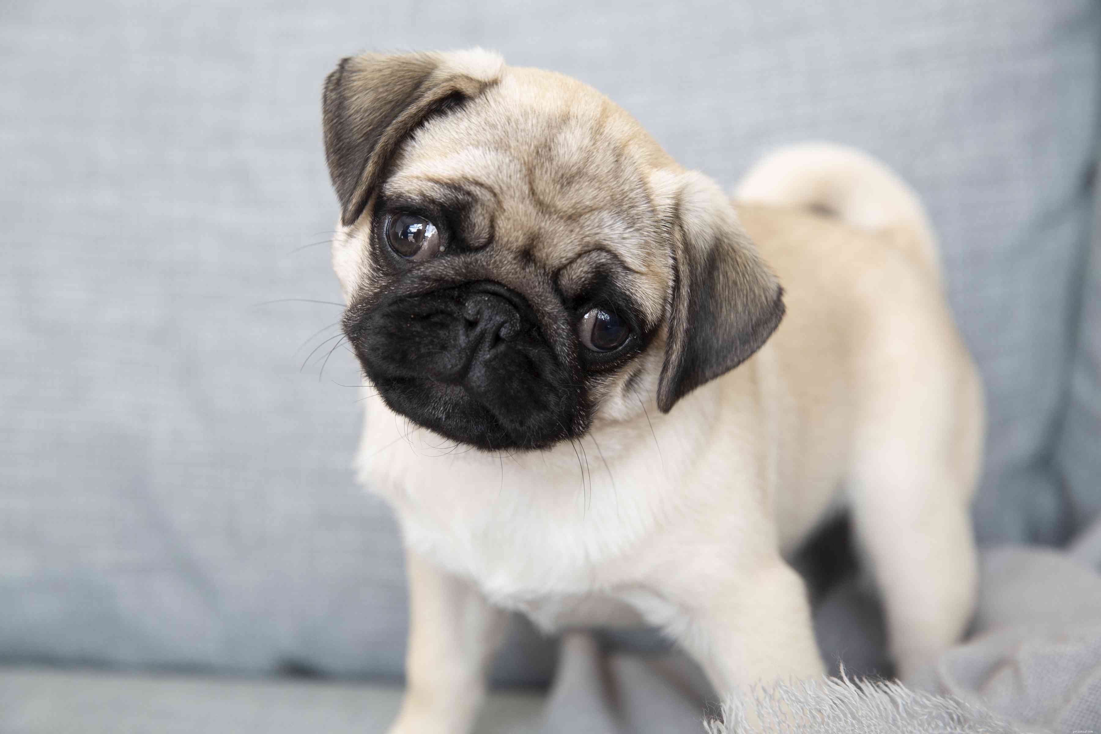 10 Dog Breeds Most Likely to Trigger Allergies – What to Avoid and Why