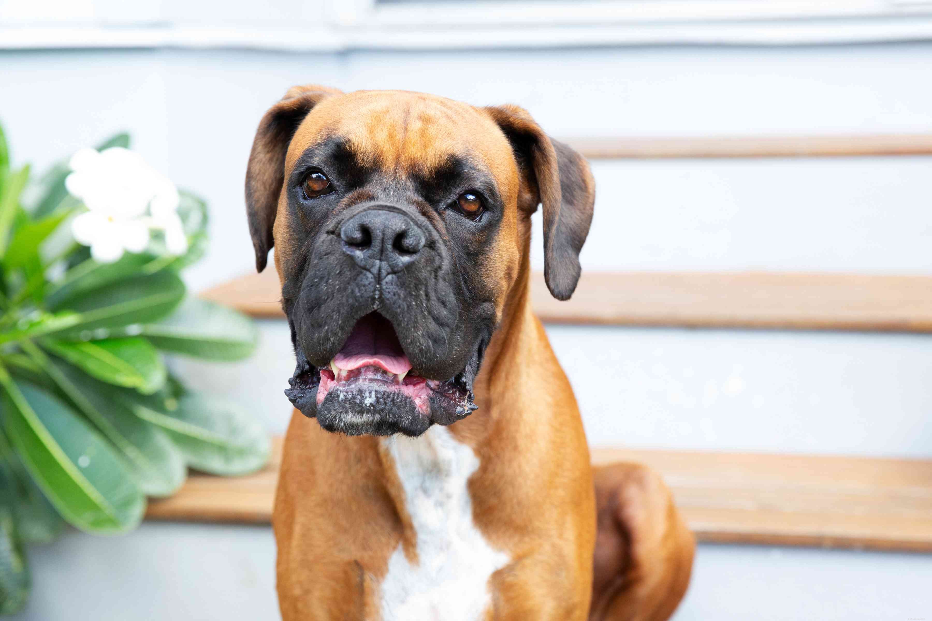 10 Dog Breeds Most Likely to Trigger Allergies – What to Avoid and Why