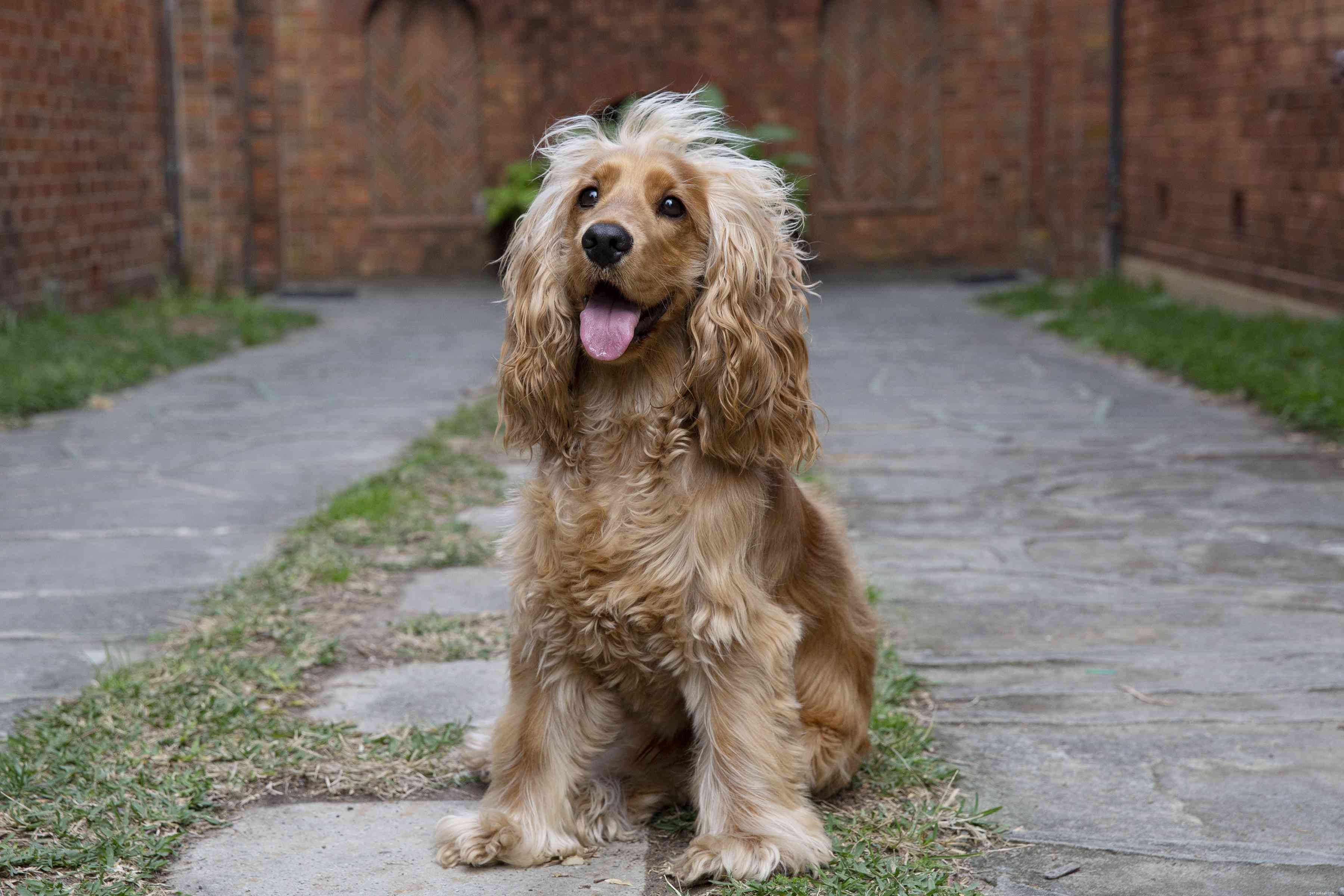 10 Dog Breeds Most Likely to Trigger Allergies – What to Avoid and Why