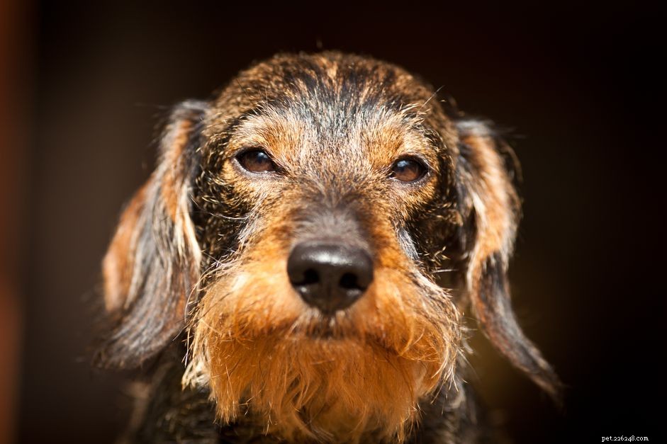 13 Wirehaired Dog Breeds: Traits, Care, and Why They Stand Out
