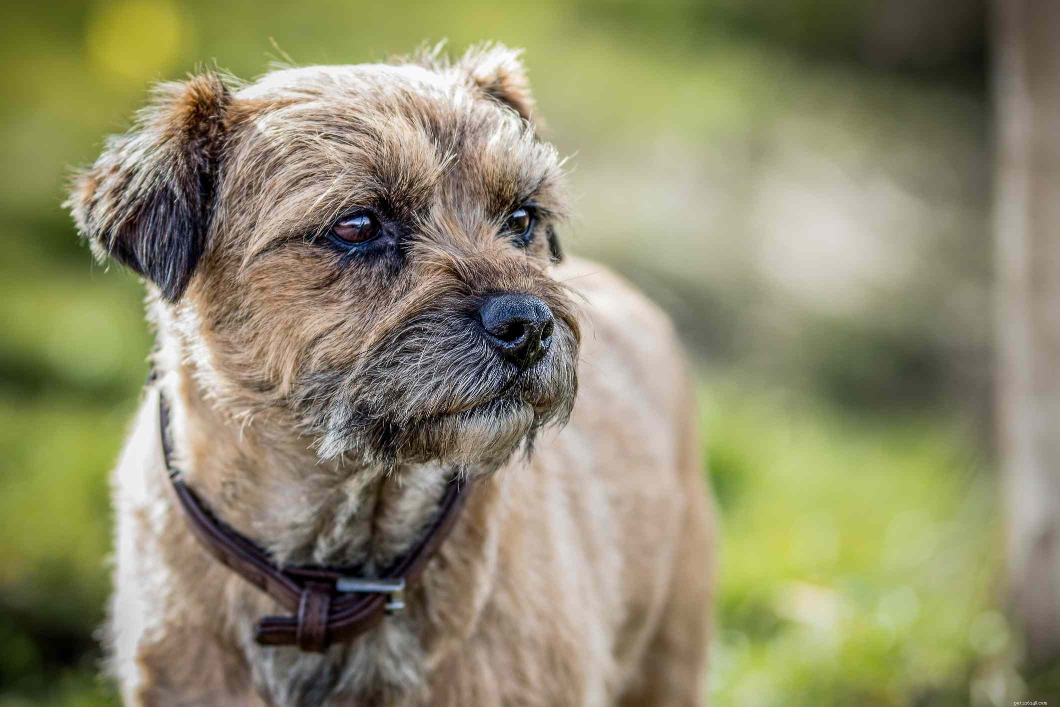 13 Wirehaired Dog Breeds: Traits, Care, and Why They Stand Out