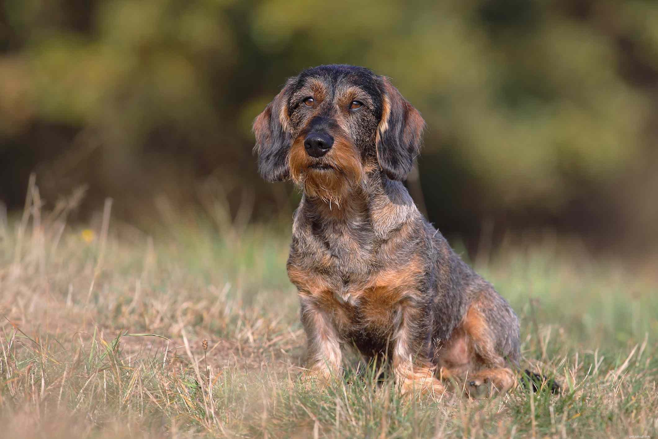13 Wirehaired Dog Breeds: Traits, Care, and Why They Stand Out
