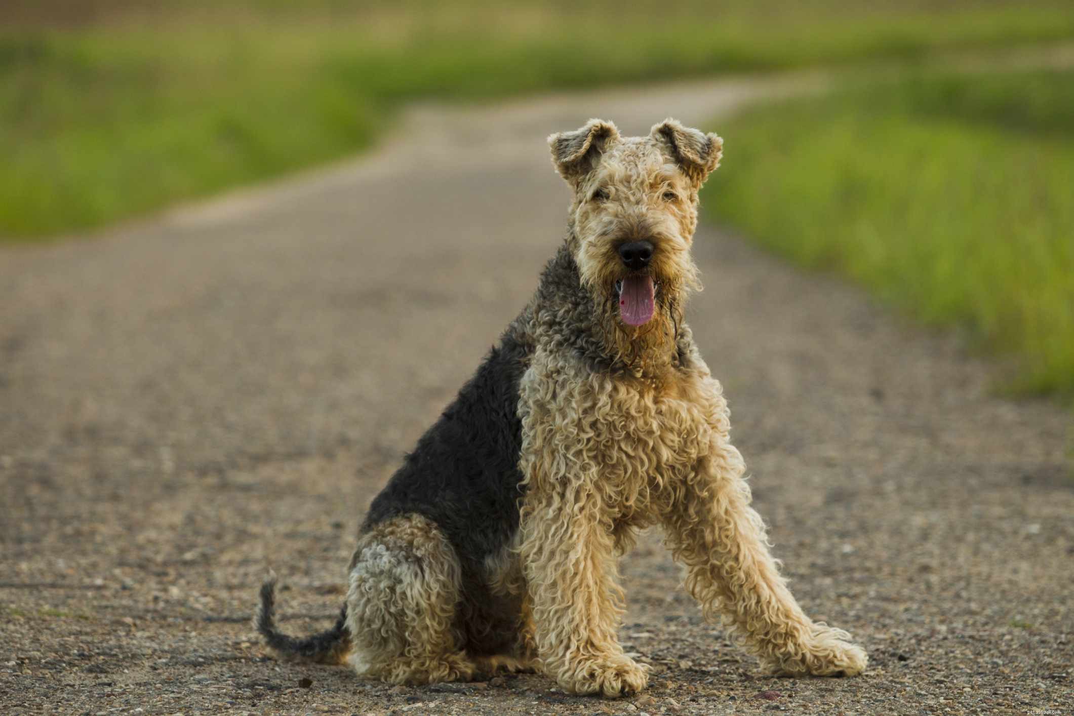 13 Wirehaired Dog Breeds: Traits, Care, and Why They Stand Out