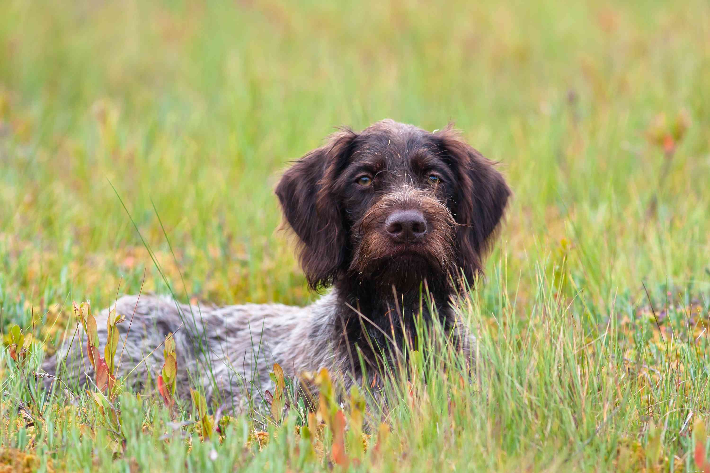 13 Wirehaired Dog Breeds: Traits, Care, and Why They Stand Out