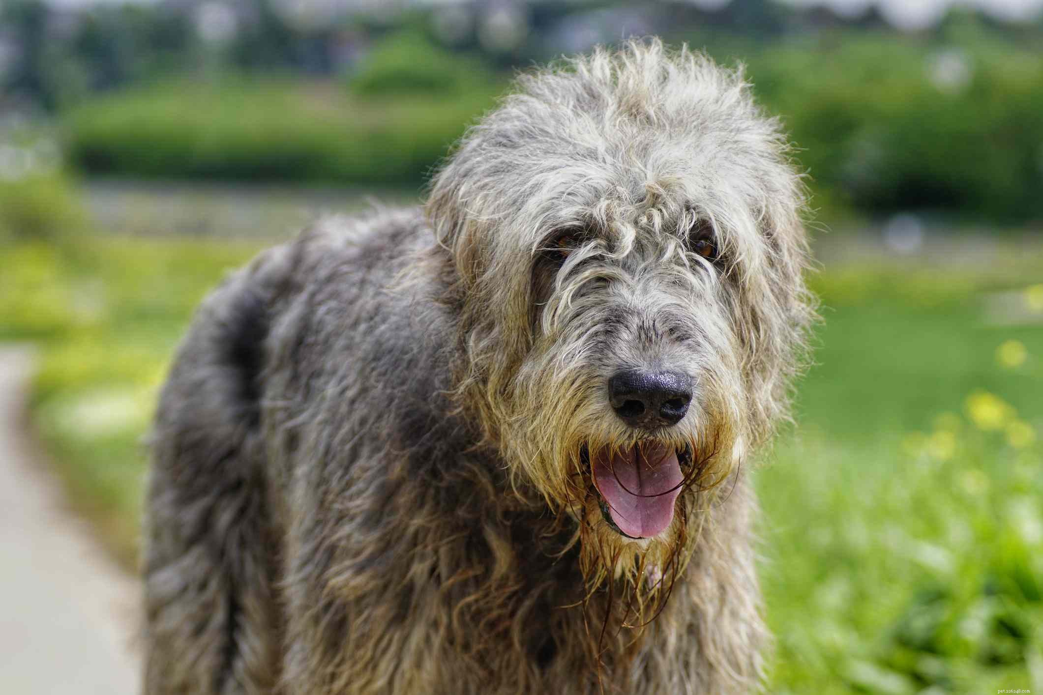 13 Wirehaired Dog Breeds: Traits, Care, and Why They Stand Out
