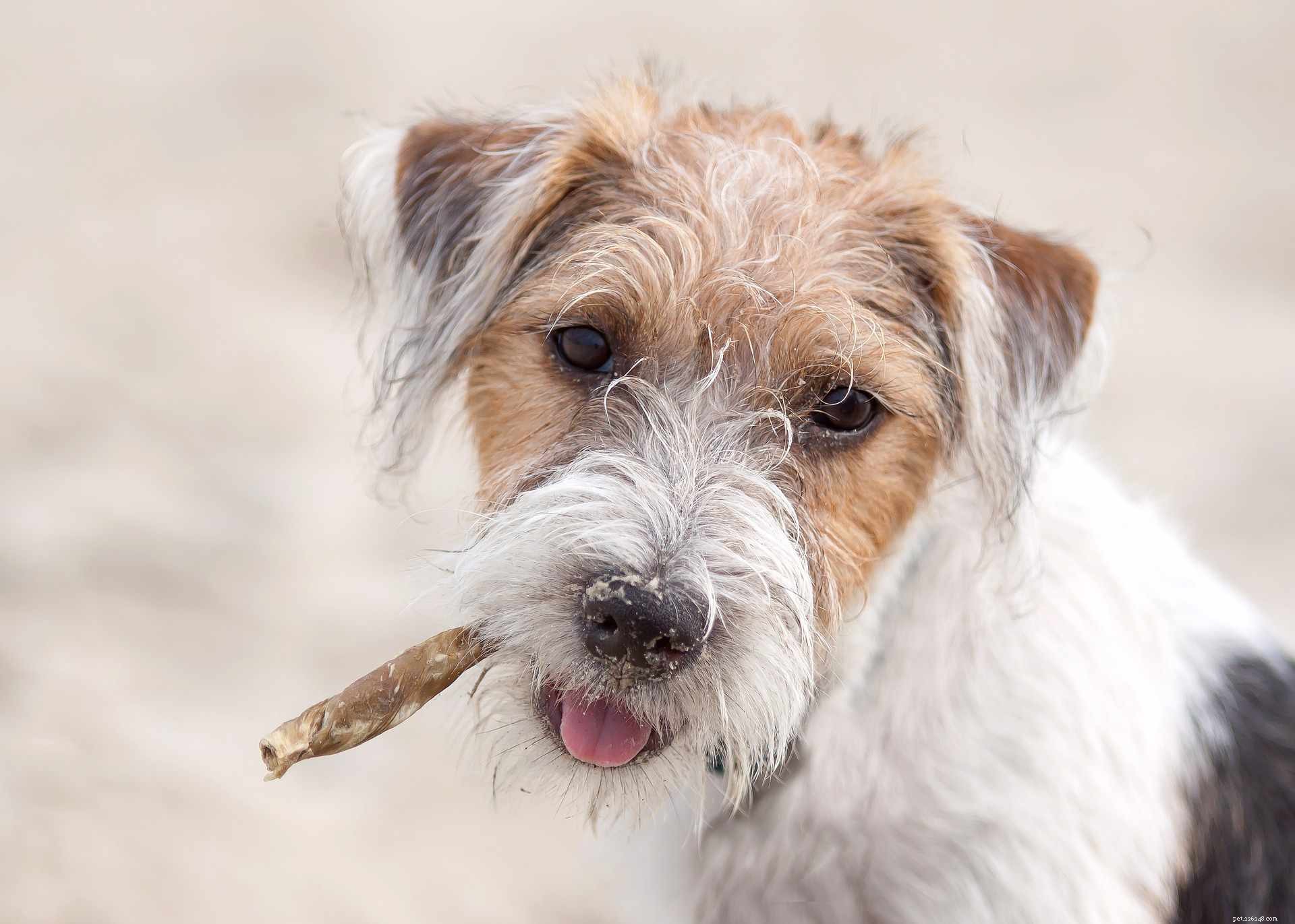 13 Wirehaired Dog Breeds: Traits, Care, and Why They Stand Out