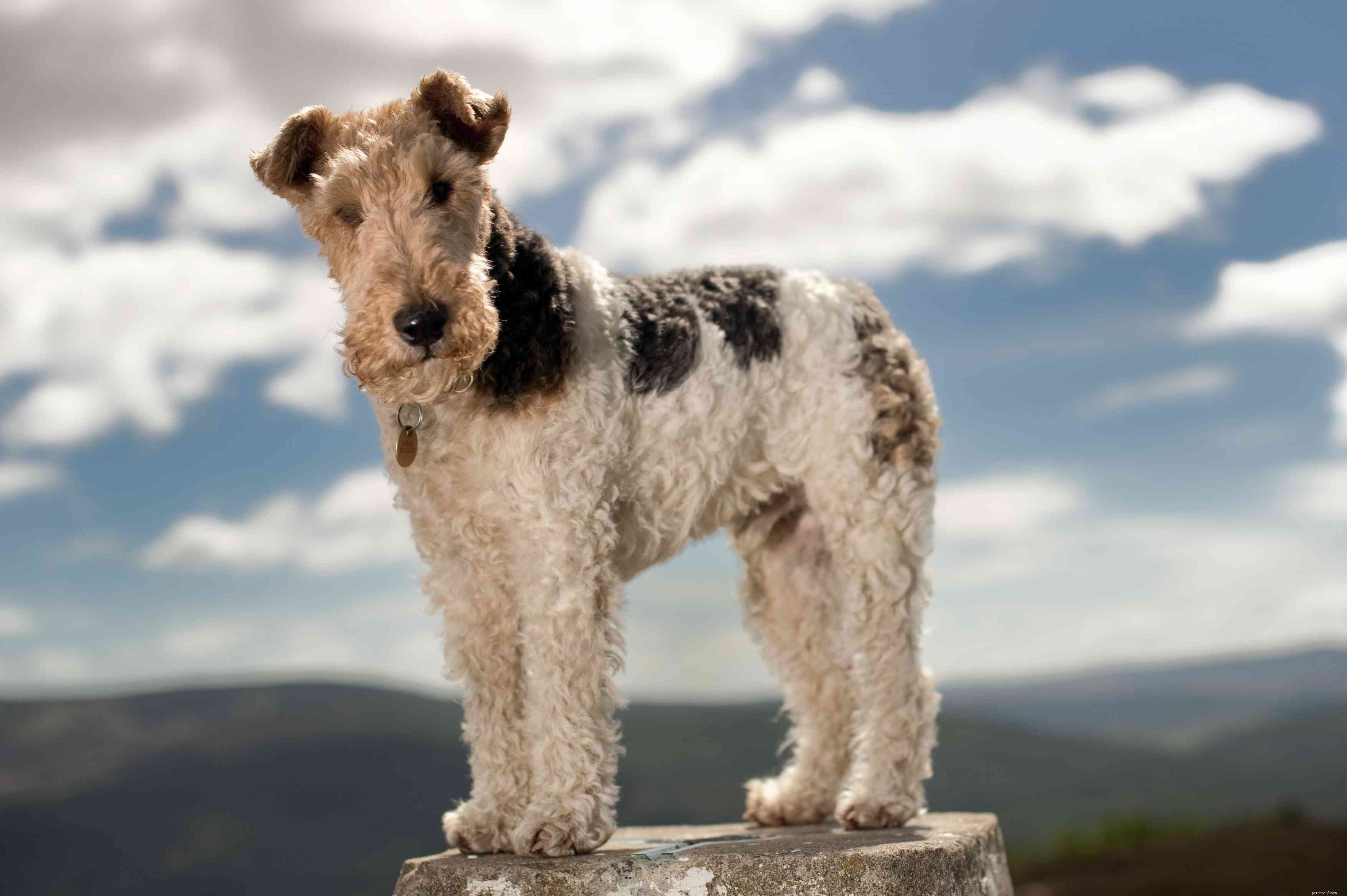 13 Wirehaired Dog Breeds: Traits, Care, and Why They Stand Out