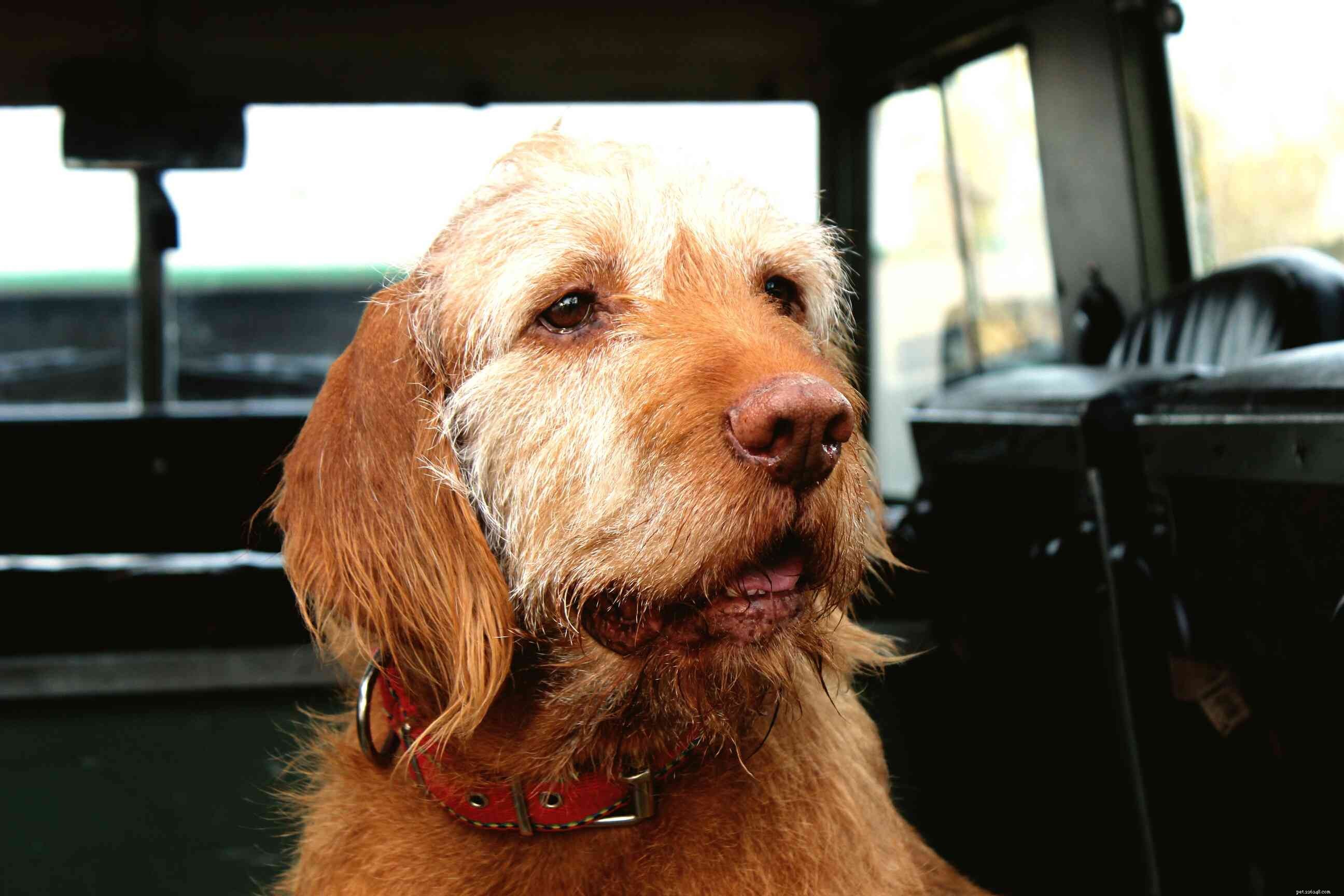 13 Wirehaired Dog Breeds: Traits, Care, and Why They Stand Out