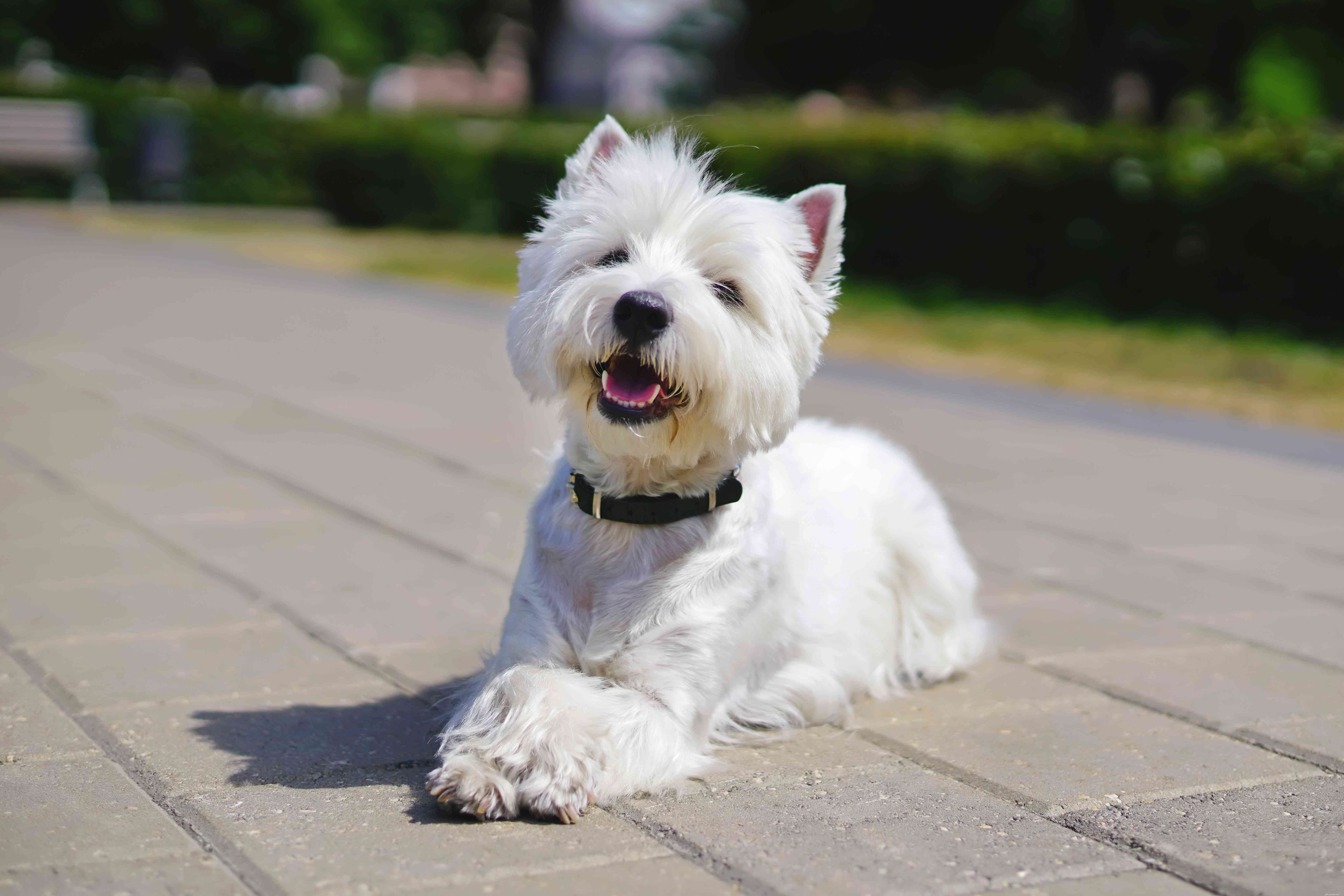 13 Wirehaired Dog Breeds: Traits, Care, and Why They Stand Out