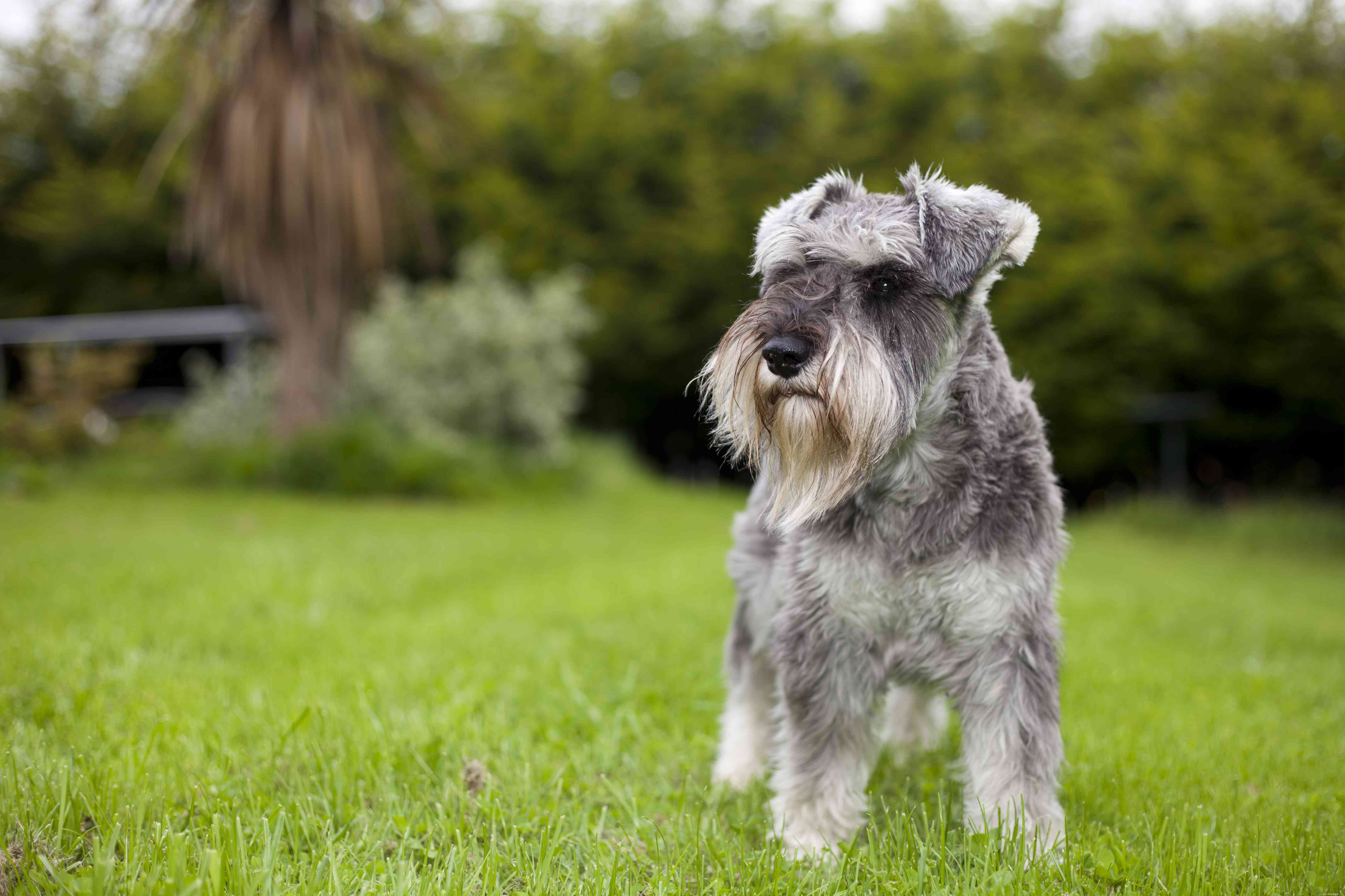 13 Wirehaired Dog Breeds: Traits, Care, and Why They Stand Out