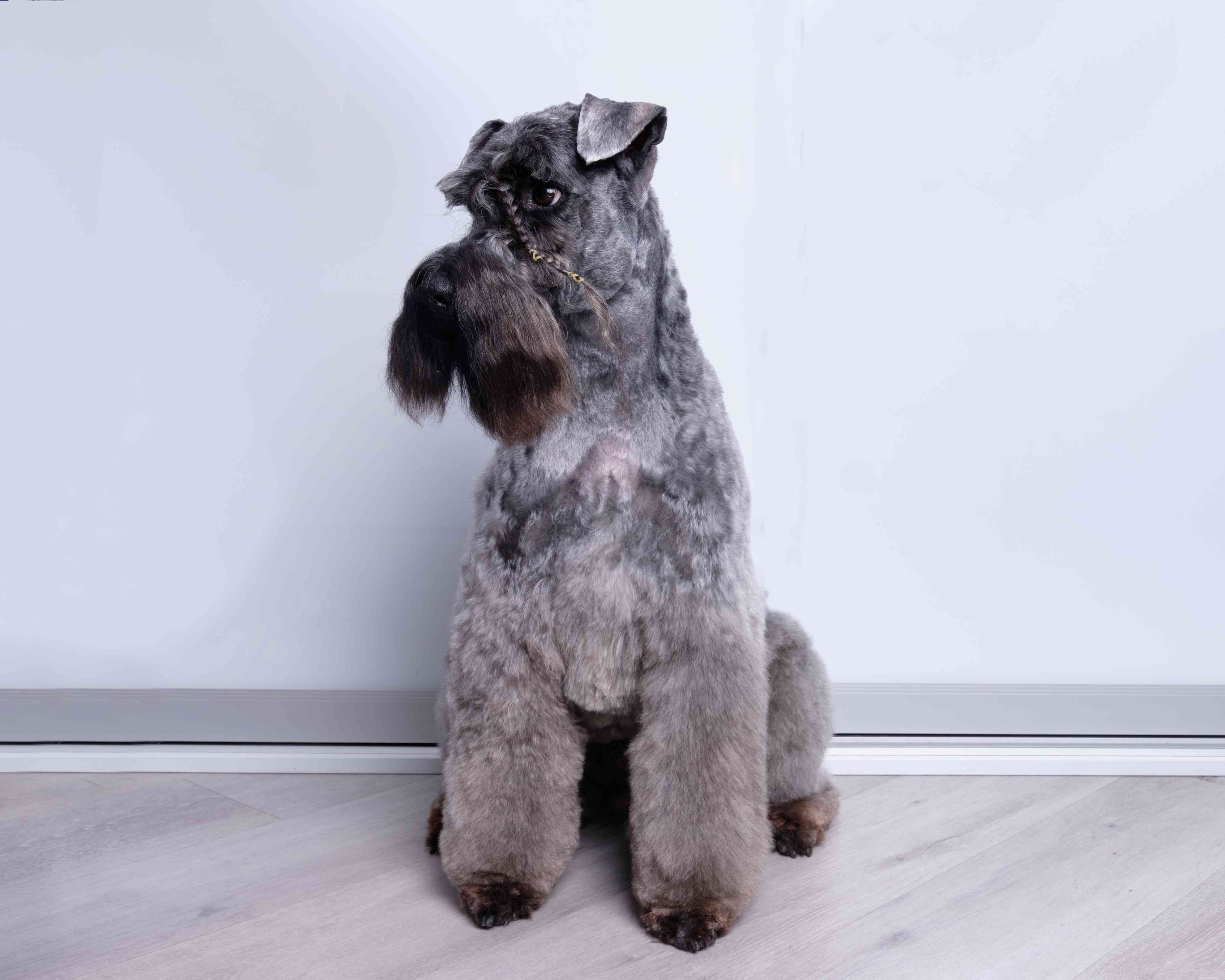 13 Wirehaired Dog Breeds: Traits, Care, and Why They Stand Out