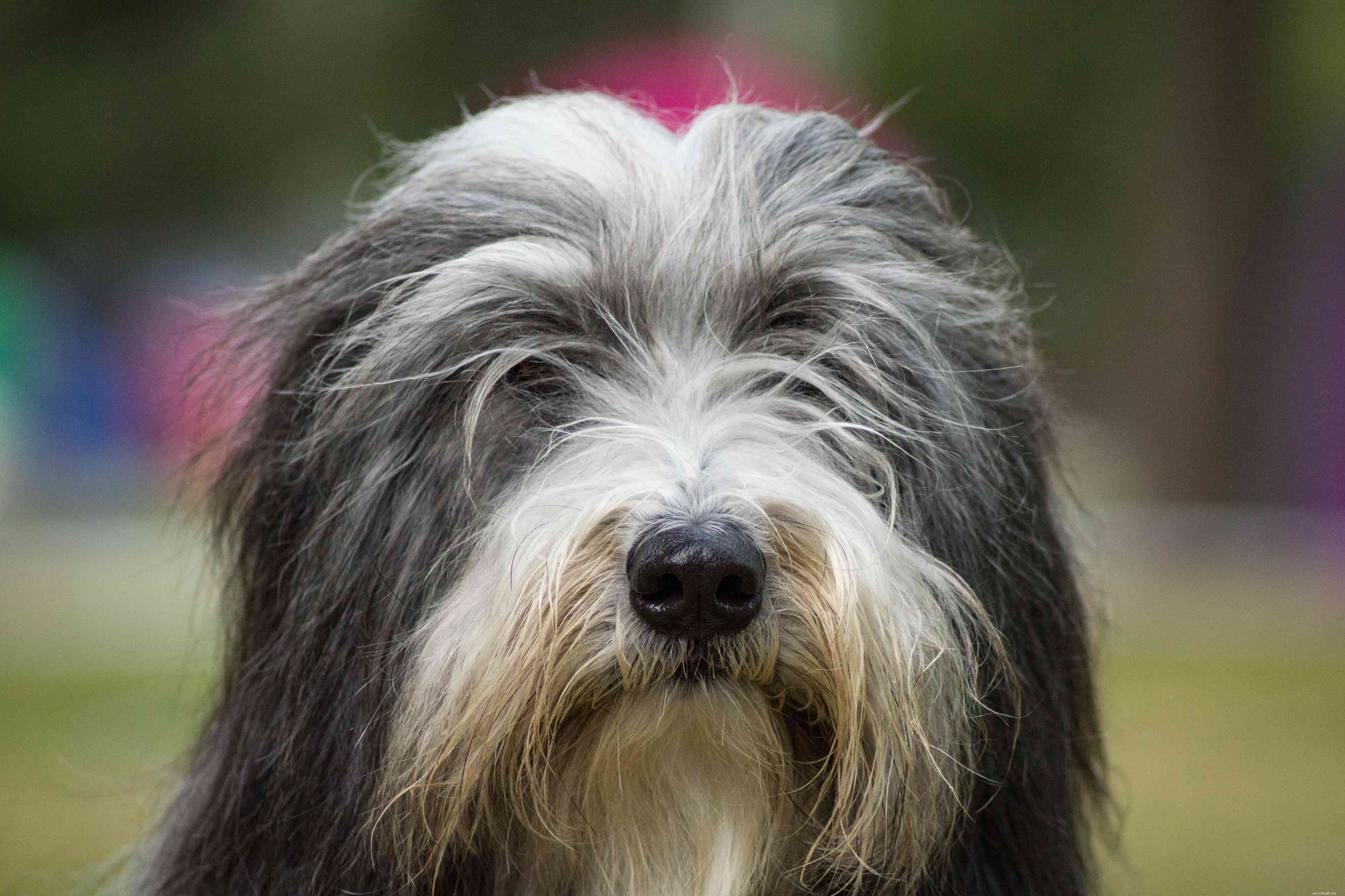 17 Premier Breeds for Efficient Livestock Herding