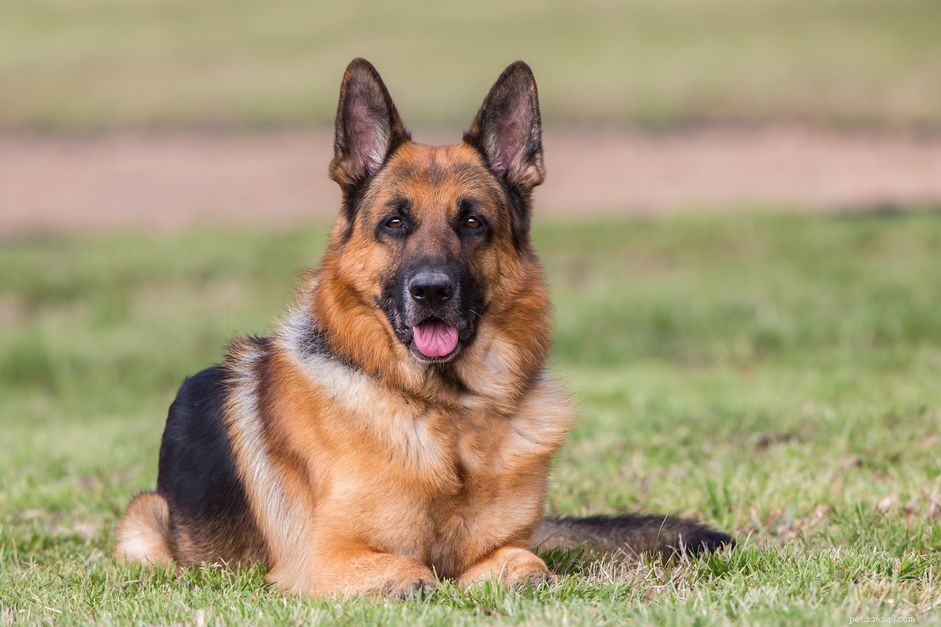 17 Premier Breeds for Efficient Livestock Herding