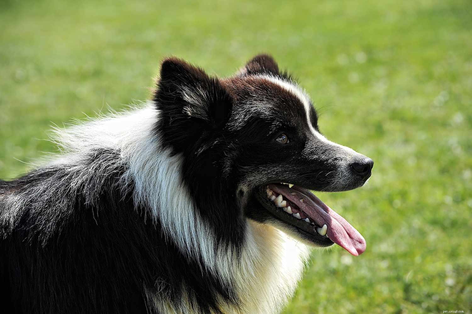 17 Premier Breeds for Efficient Livestock Herding