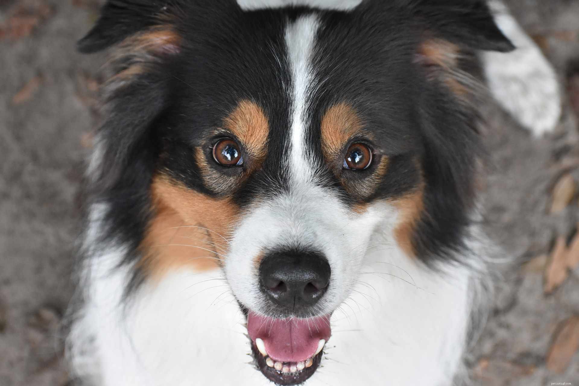 17 Premier Breeds for Efficient Livestock Herding
