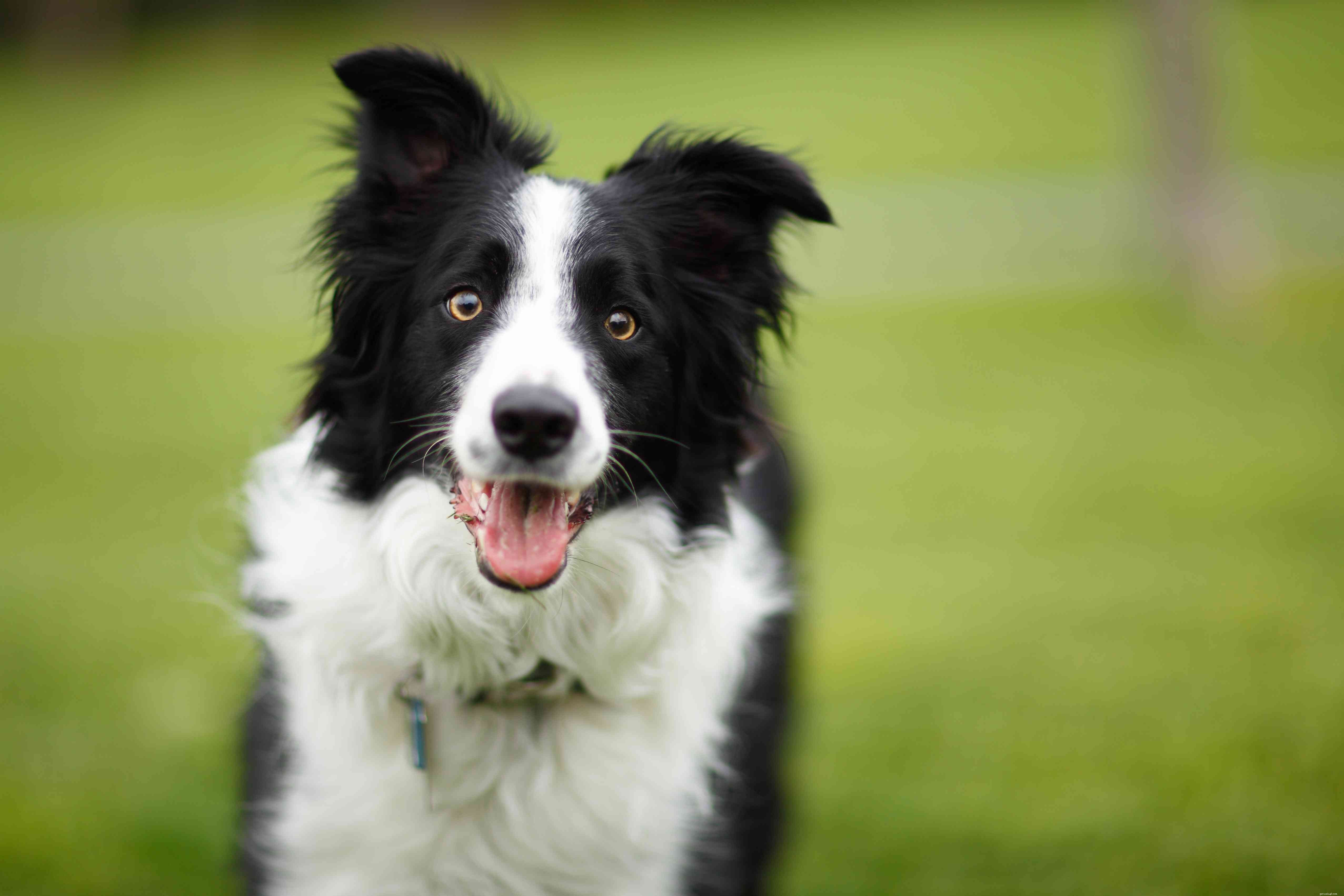 17 Premier Breeds for Efficient Livestock Herding
