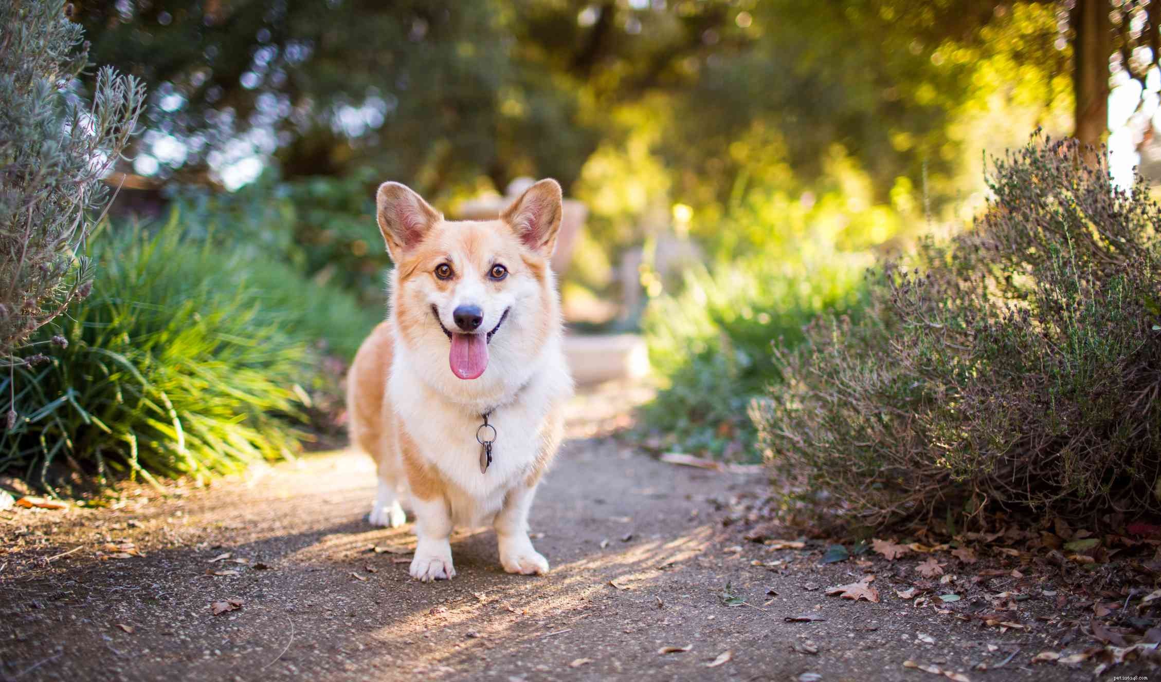 17 Premier Breeds for Efficient Livestock Herding