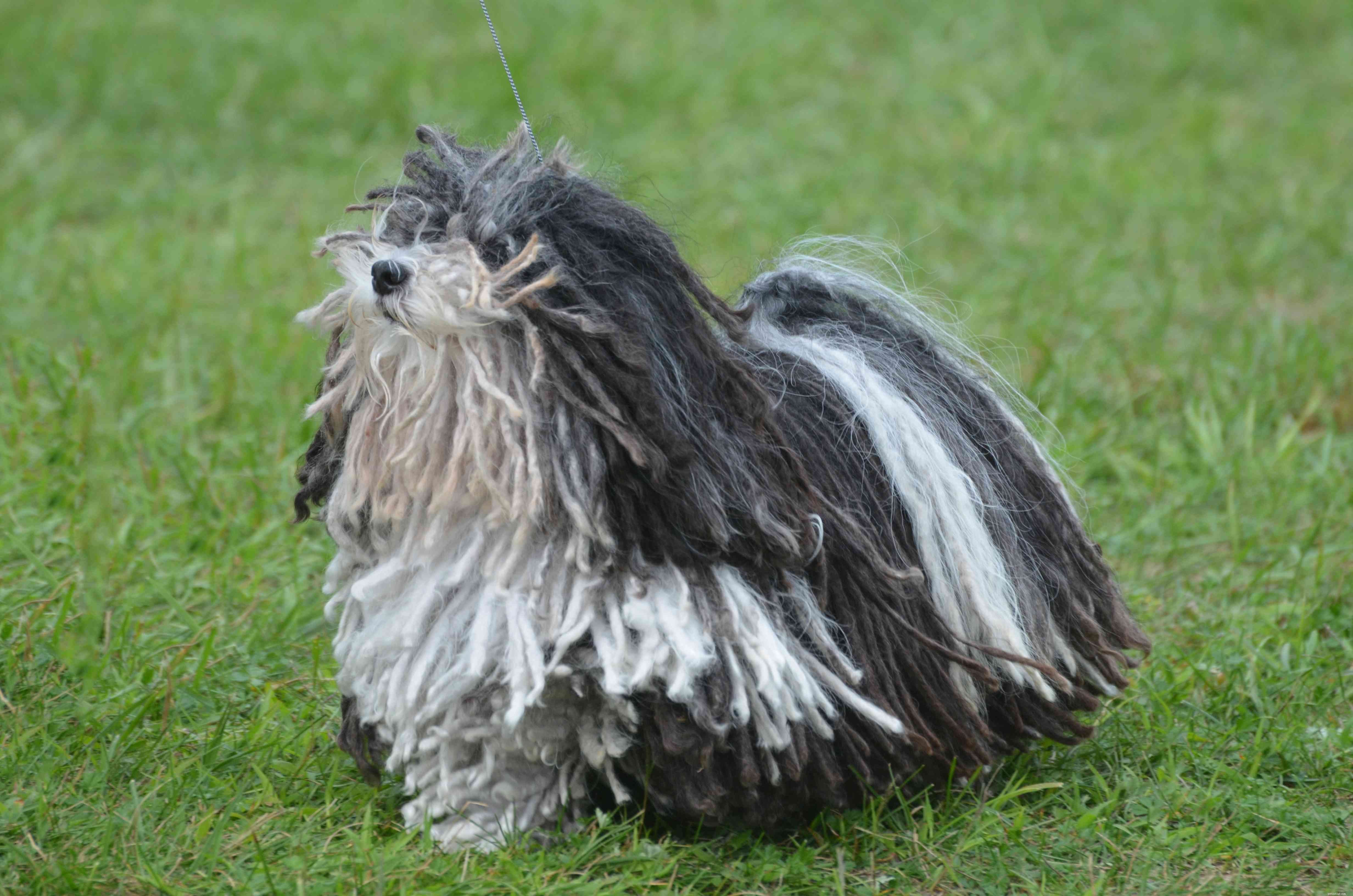 17 Premier Breeds for Efficient Livestock Herding
