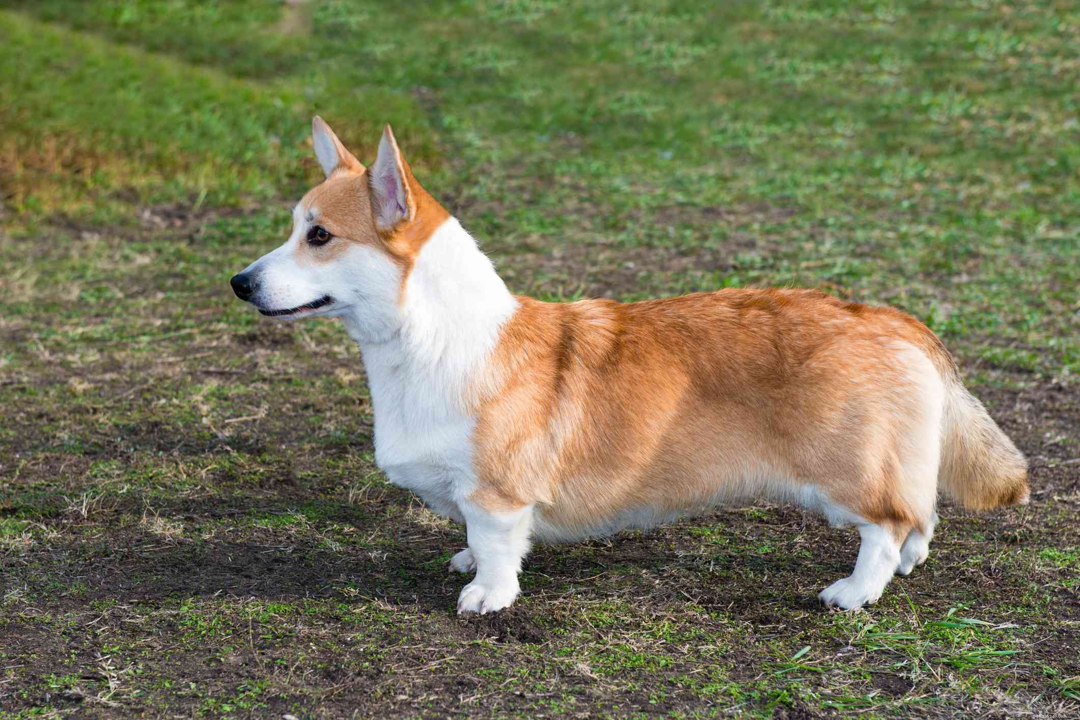 17 Premier Breeds for Efficient Livestock Herding