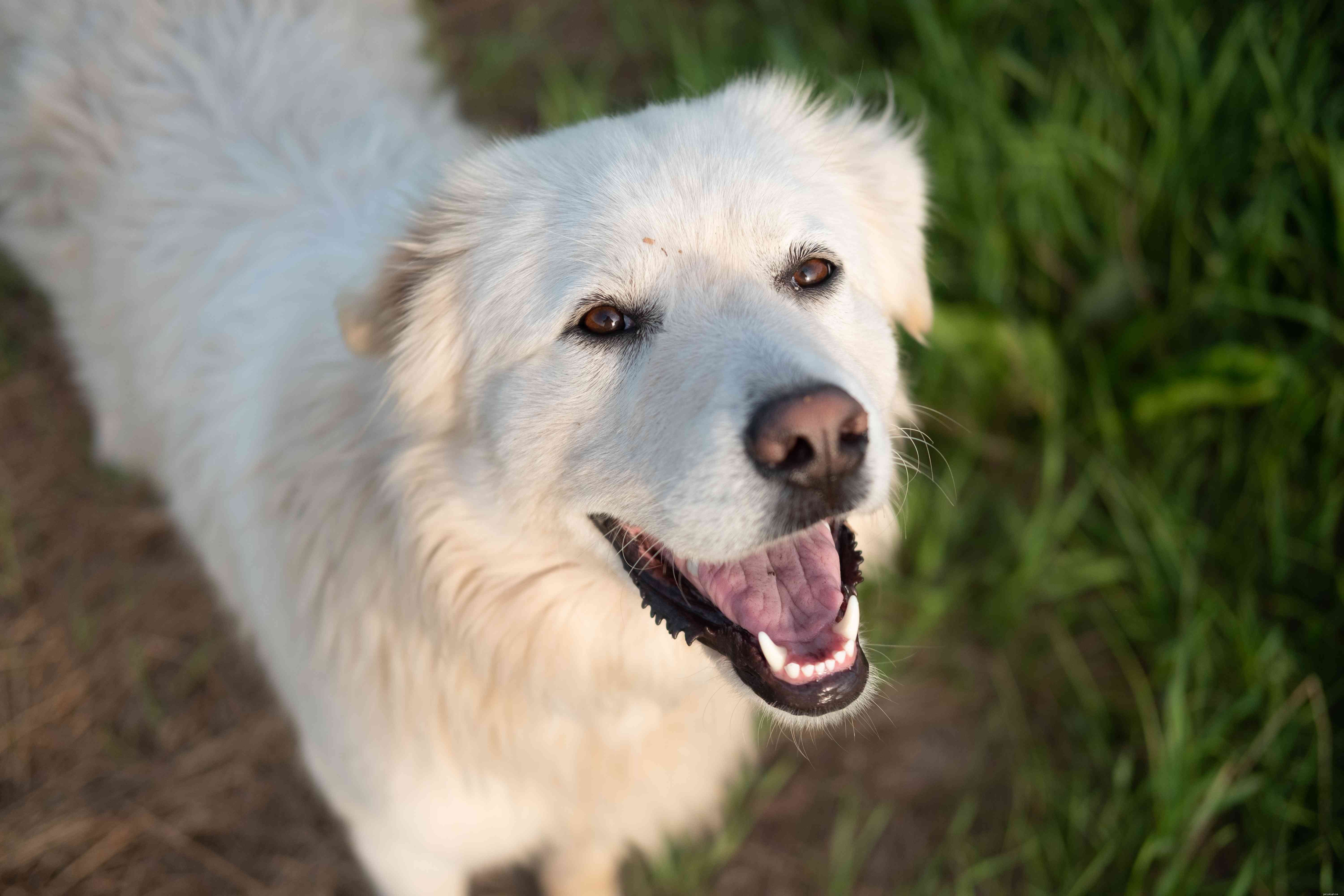 17 Premier Breeds for Efficient Livestock Herding