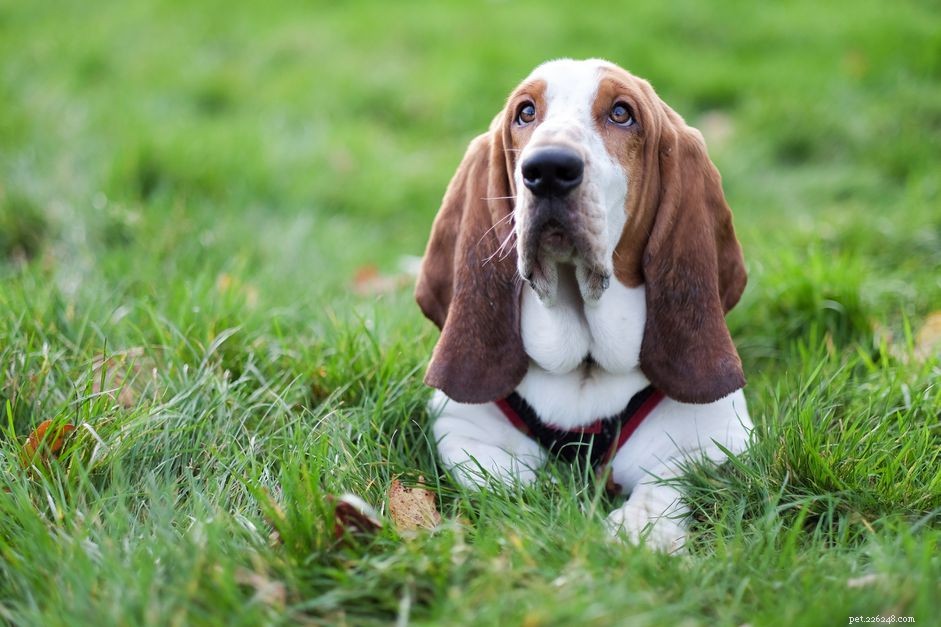 Top 10 Wrinkly Dog Breeds You’ll Adore