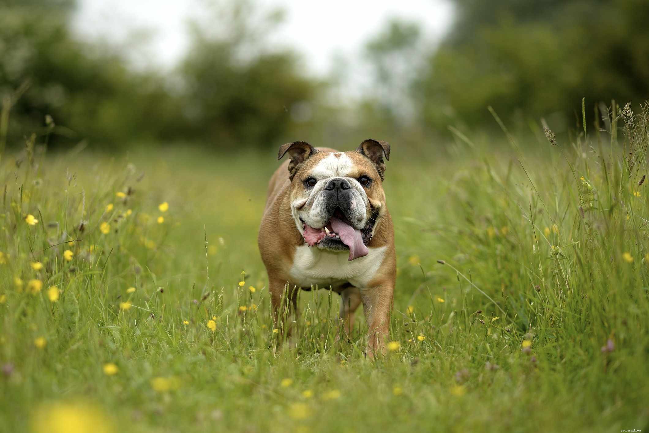 Top 10 Wrinkly Dog Breeds You’ll Adore
