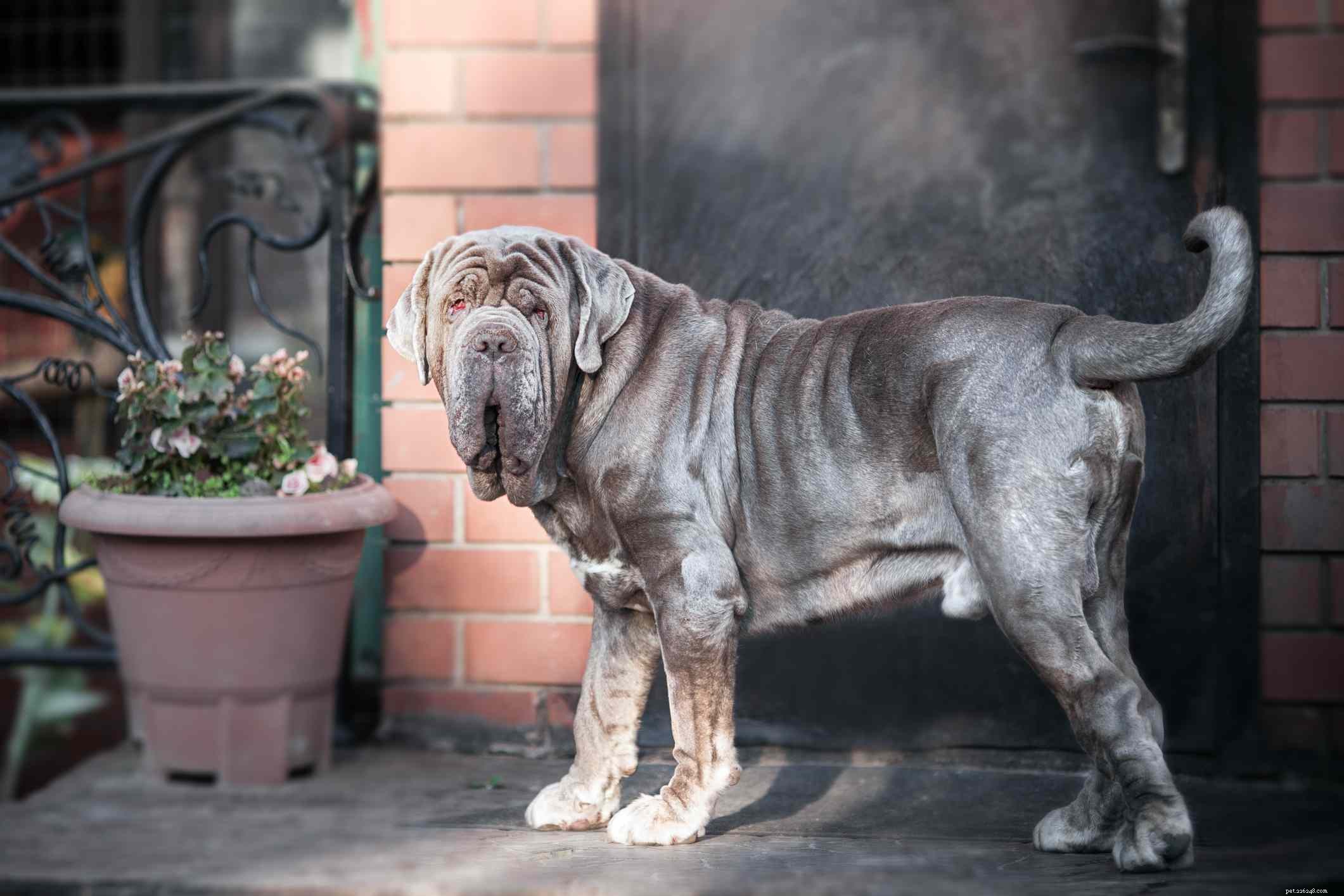 Top 10 Wrinkly Dog Breeds You’ll Adore