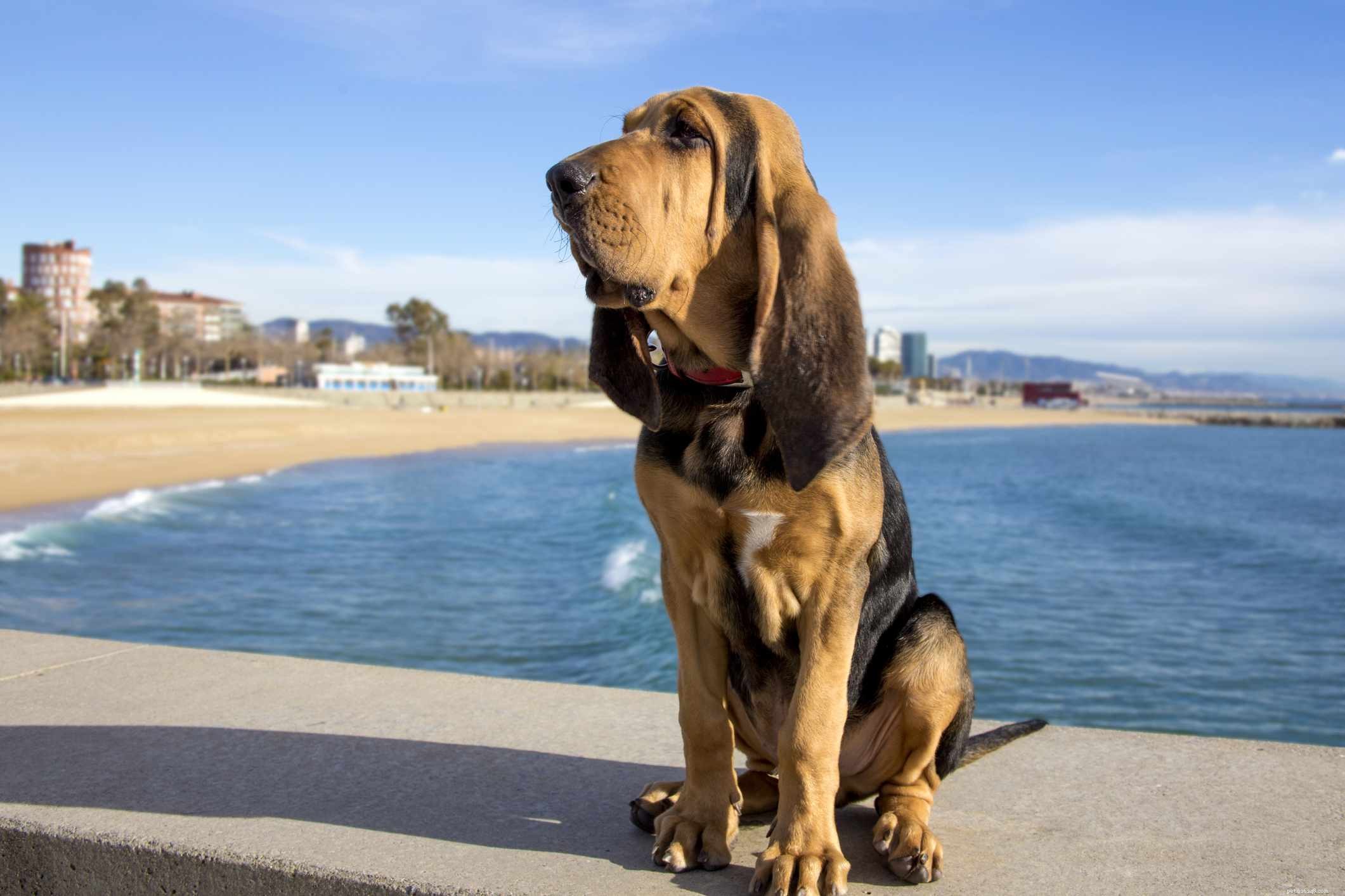 Top 10 Wrinkly Dog Breeds You’ll Adore