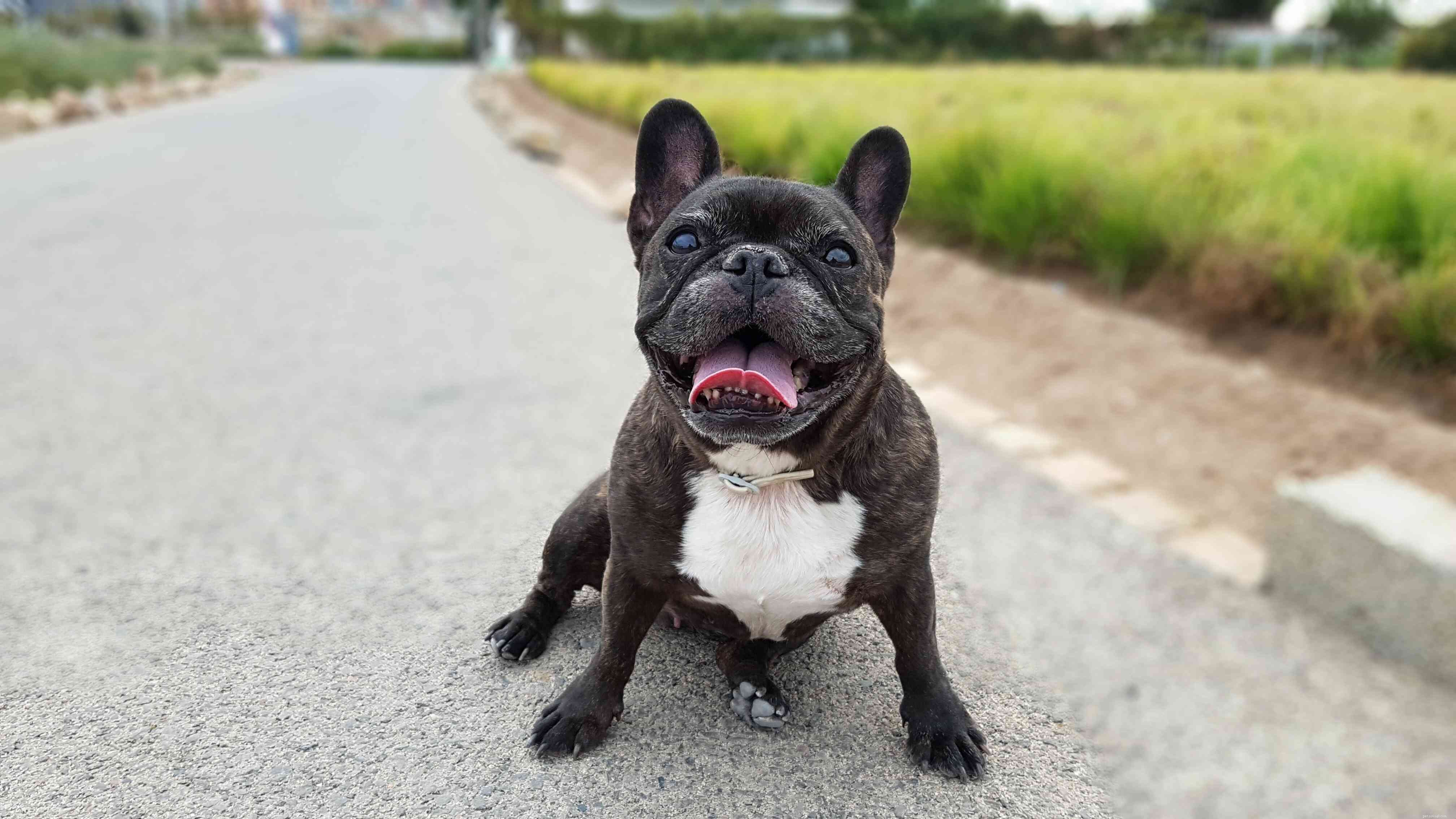 Top 10 Wrinkly Dog Breeds You’ll Adore