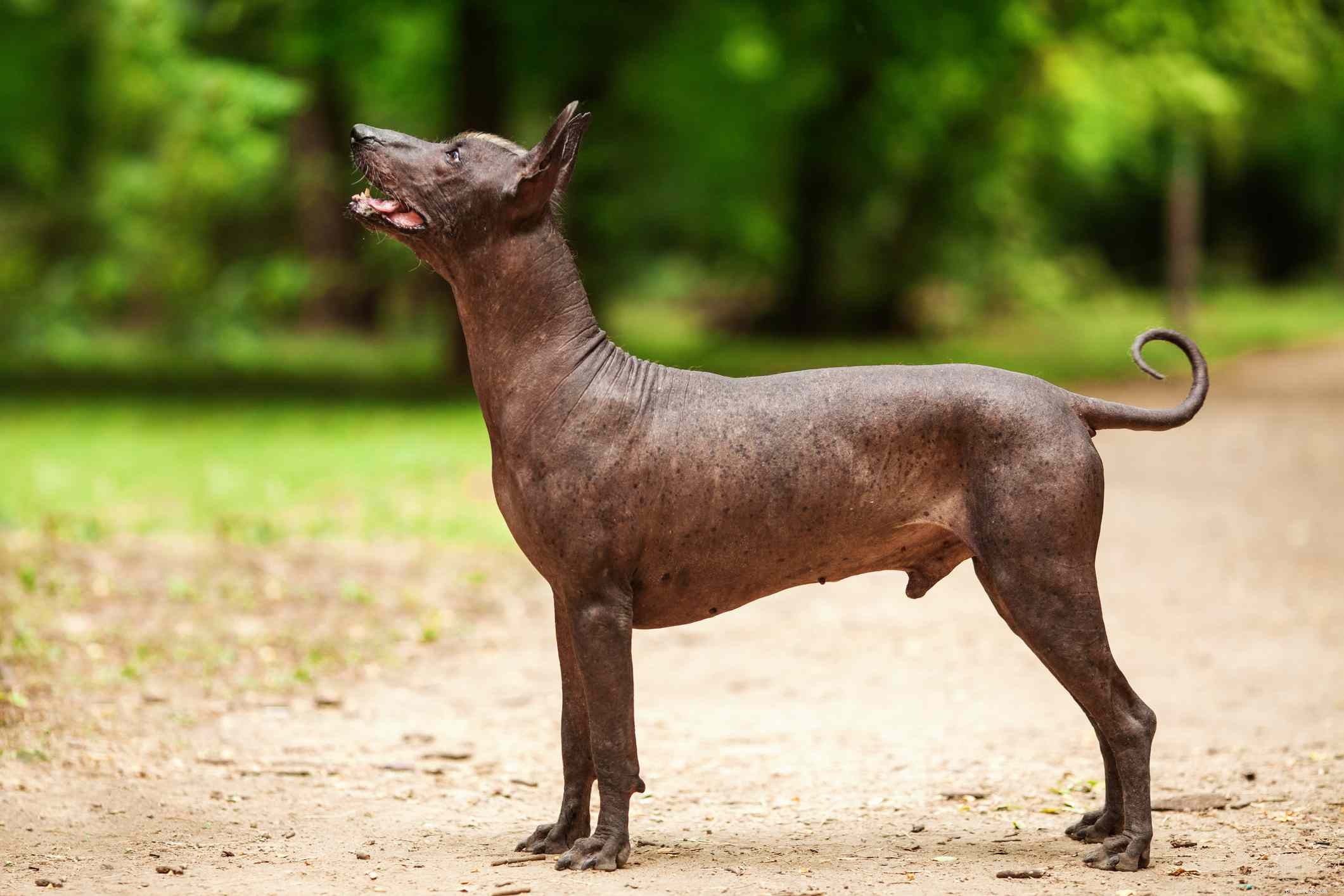 Top 10 Wrinkly Dog Breeds You’ll Adore